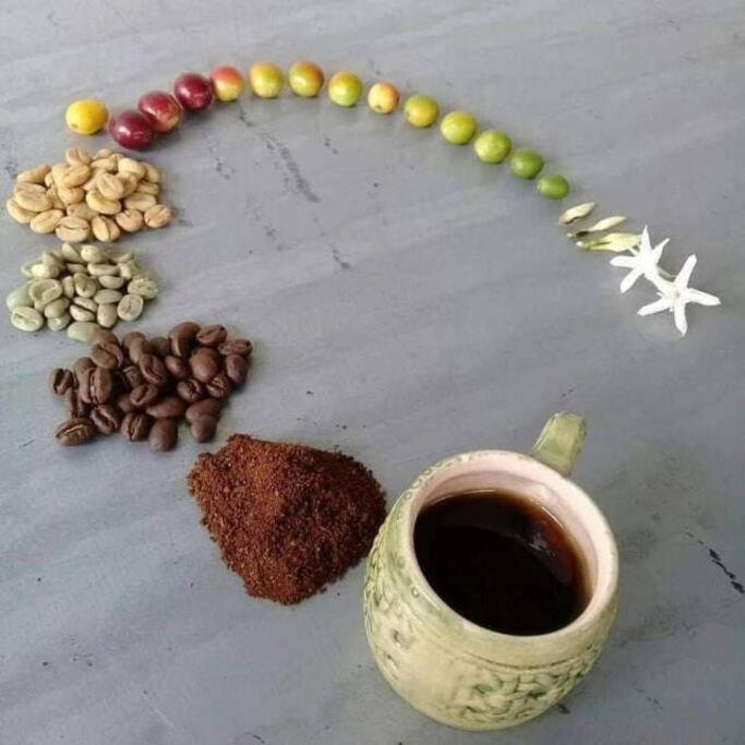 Incredible Colombian Coffee farm Finca Milena #2