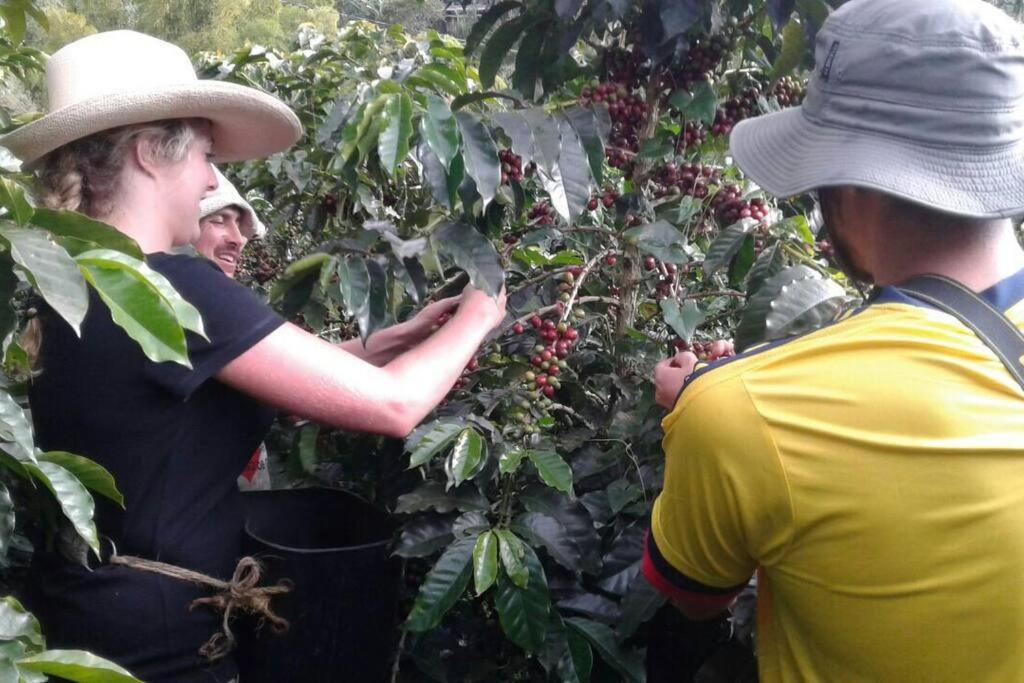 Incredible Colombian Coffee farm Finca Milena #2
