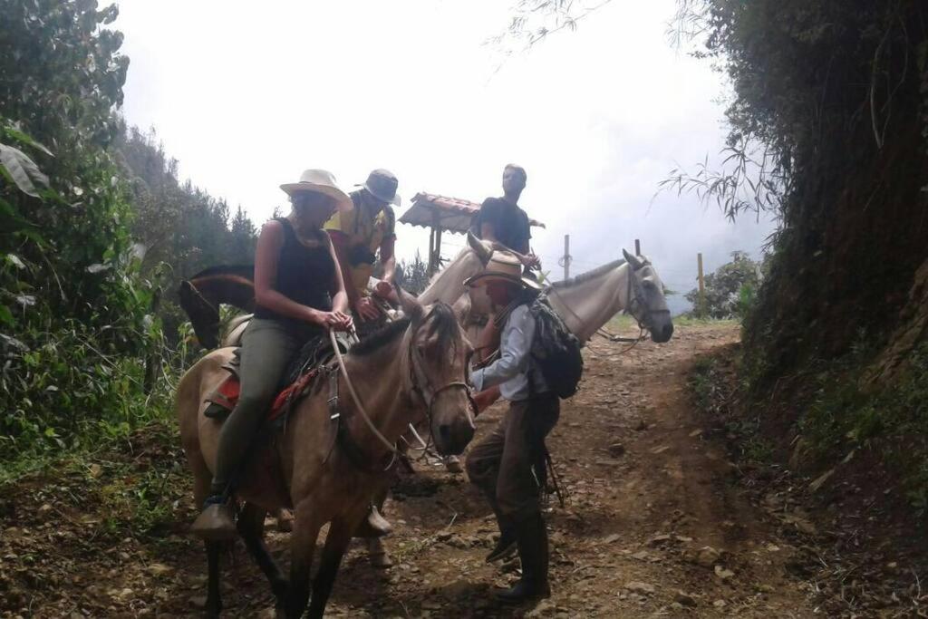 Incredible Colombian Coffee farm Finca Milena #2