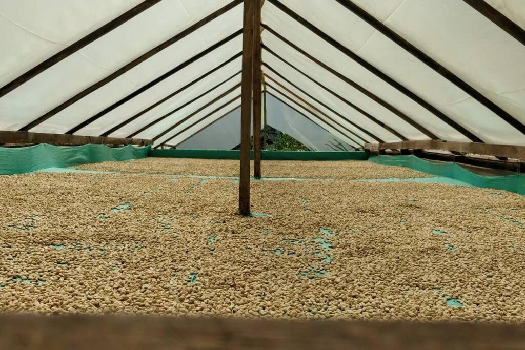 Incredible Colombian Coffee farm Finca Milena #2