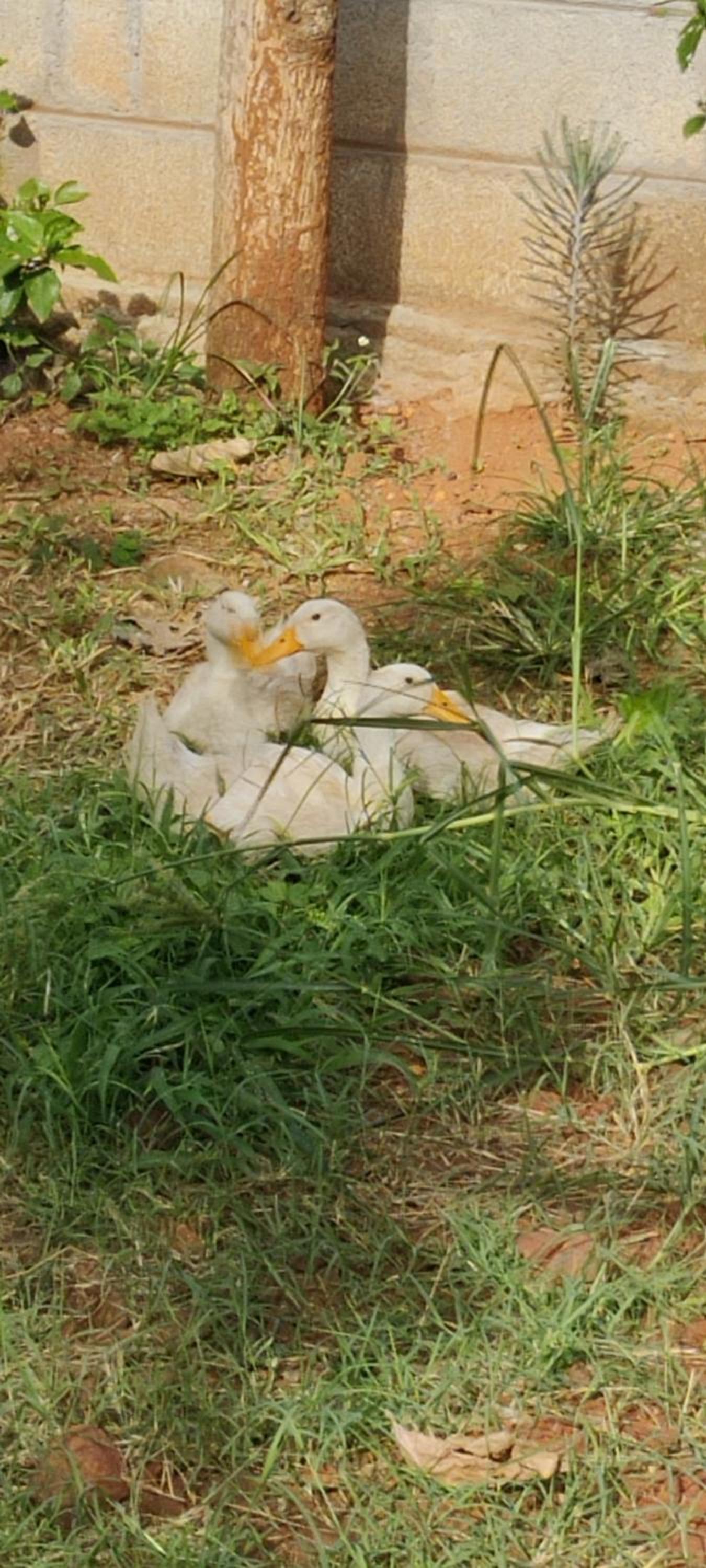Aastha homestay