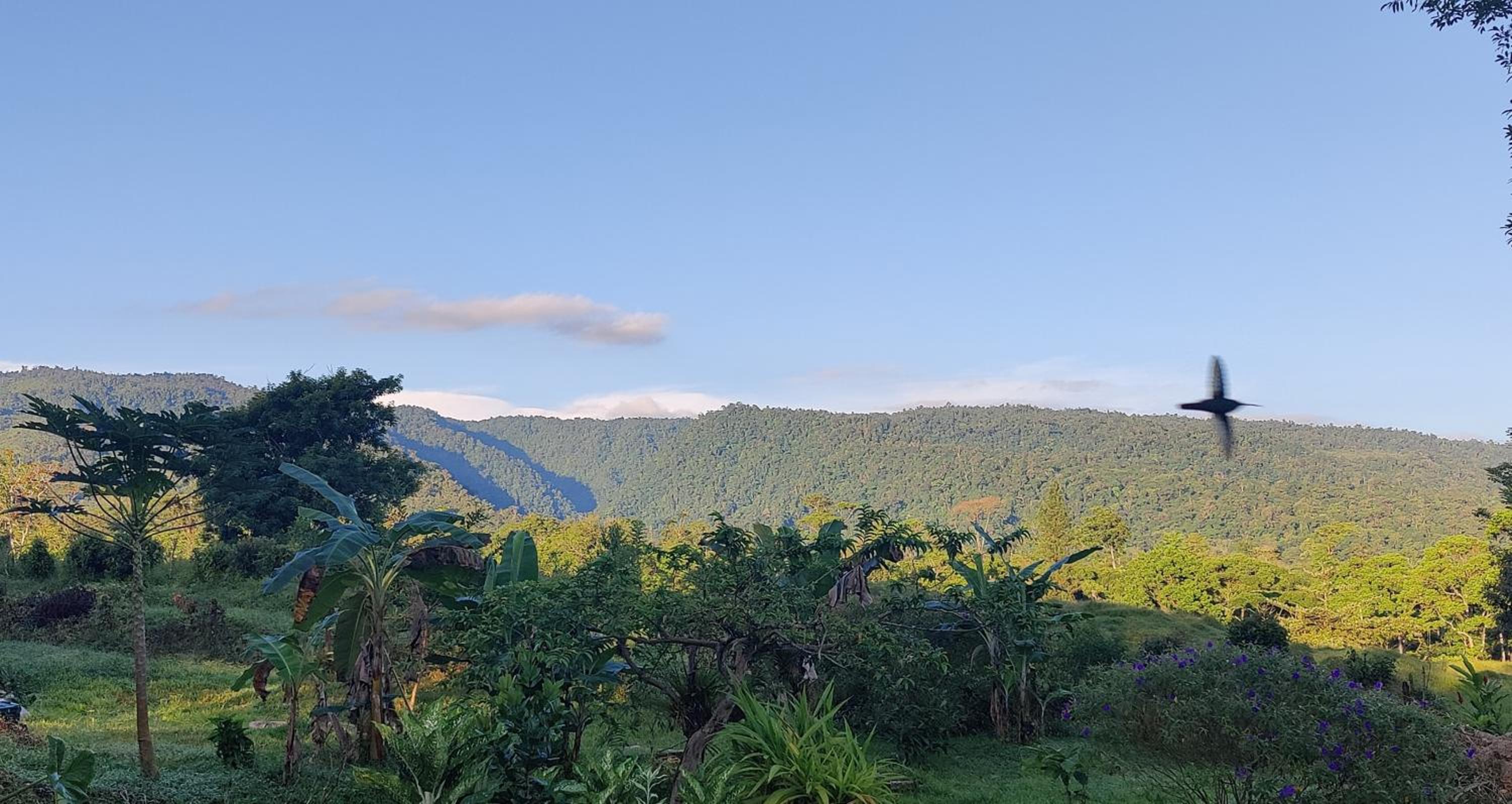 Casa Arthémis - Rainforest Lodge