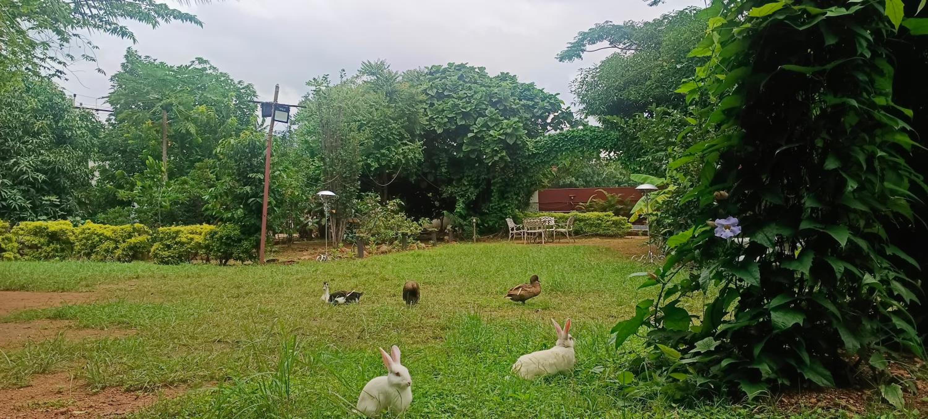 Nest Holidays Homestay view 2