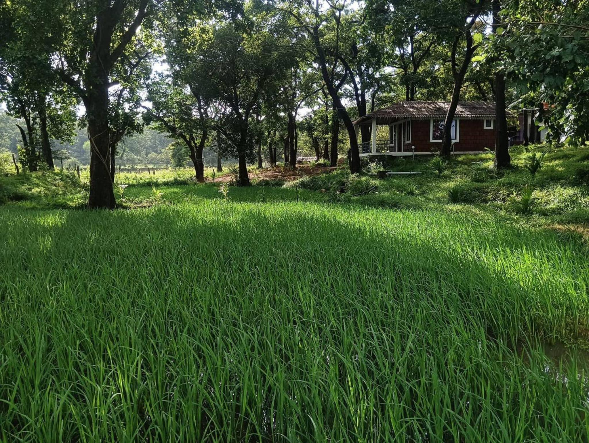 Room in BB - Cottage In Farm House Dandeli view 5