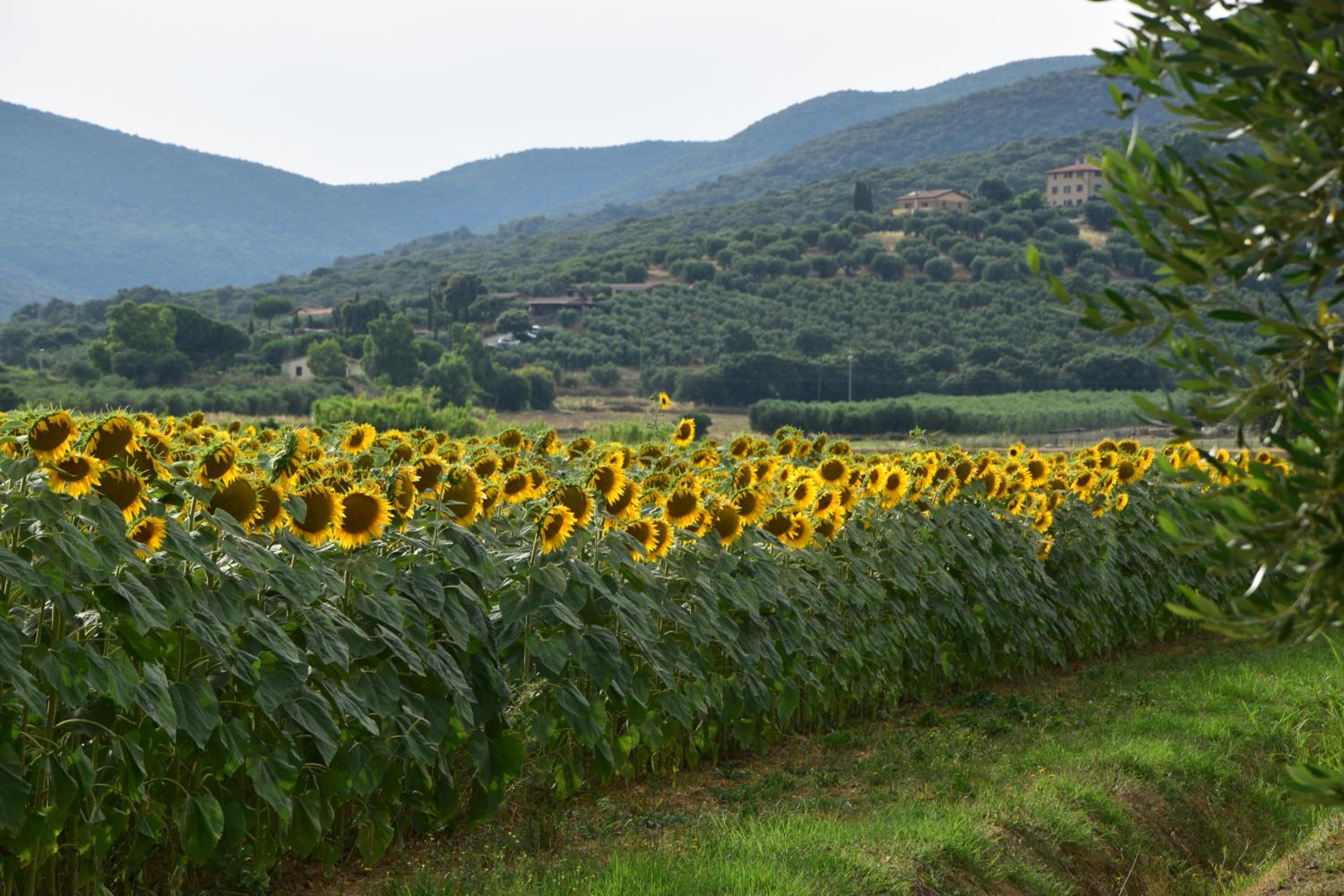 Agriturismo Bocci