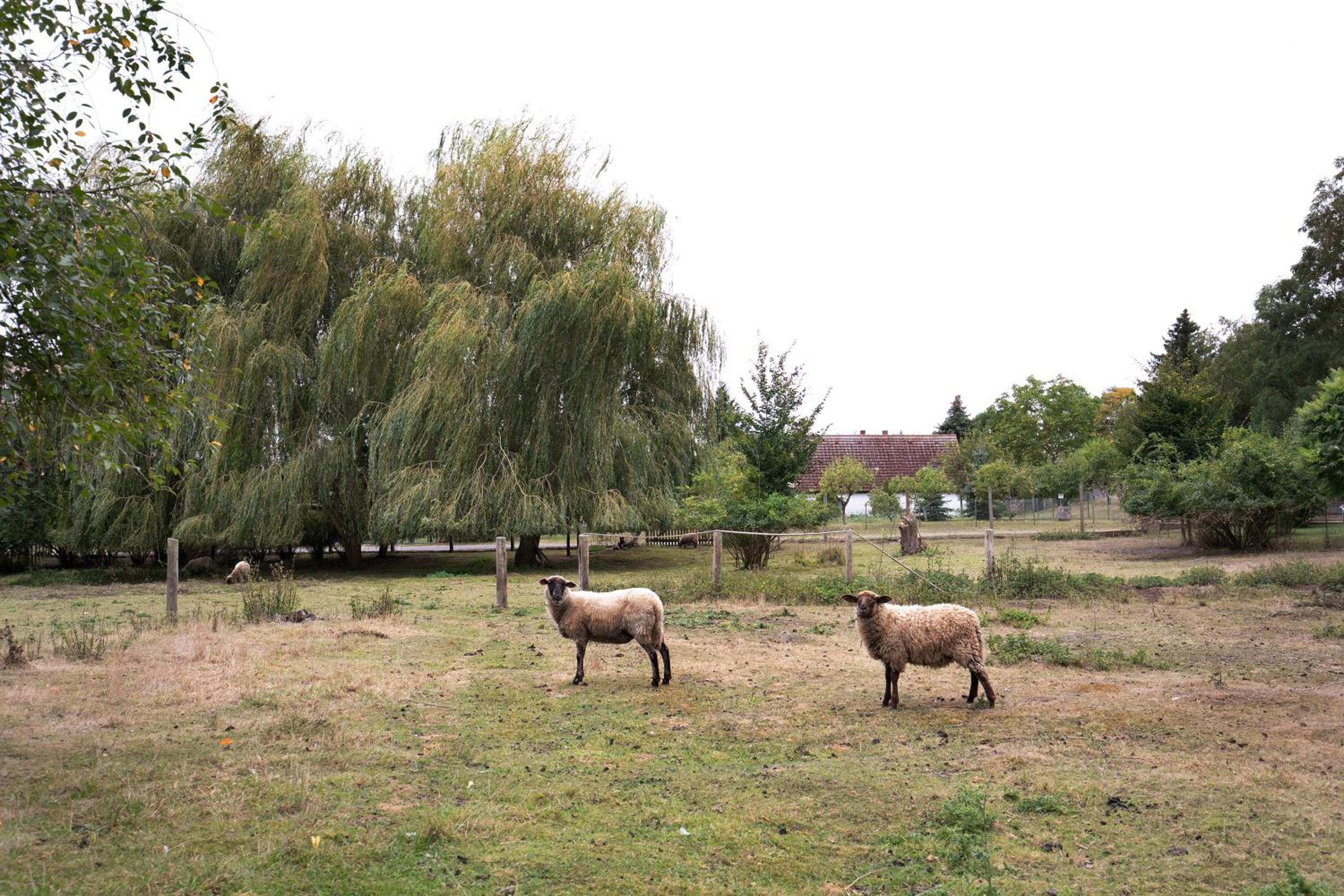 Ferienwohnung Shaun