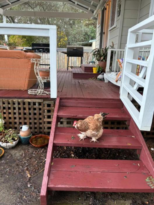Jarrahdale Pet Friendly Retreat Cottage