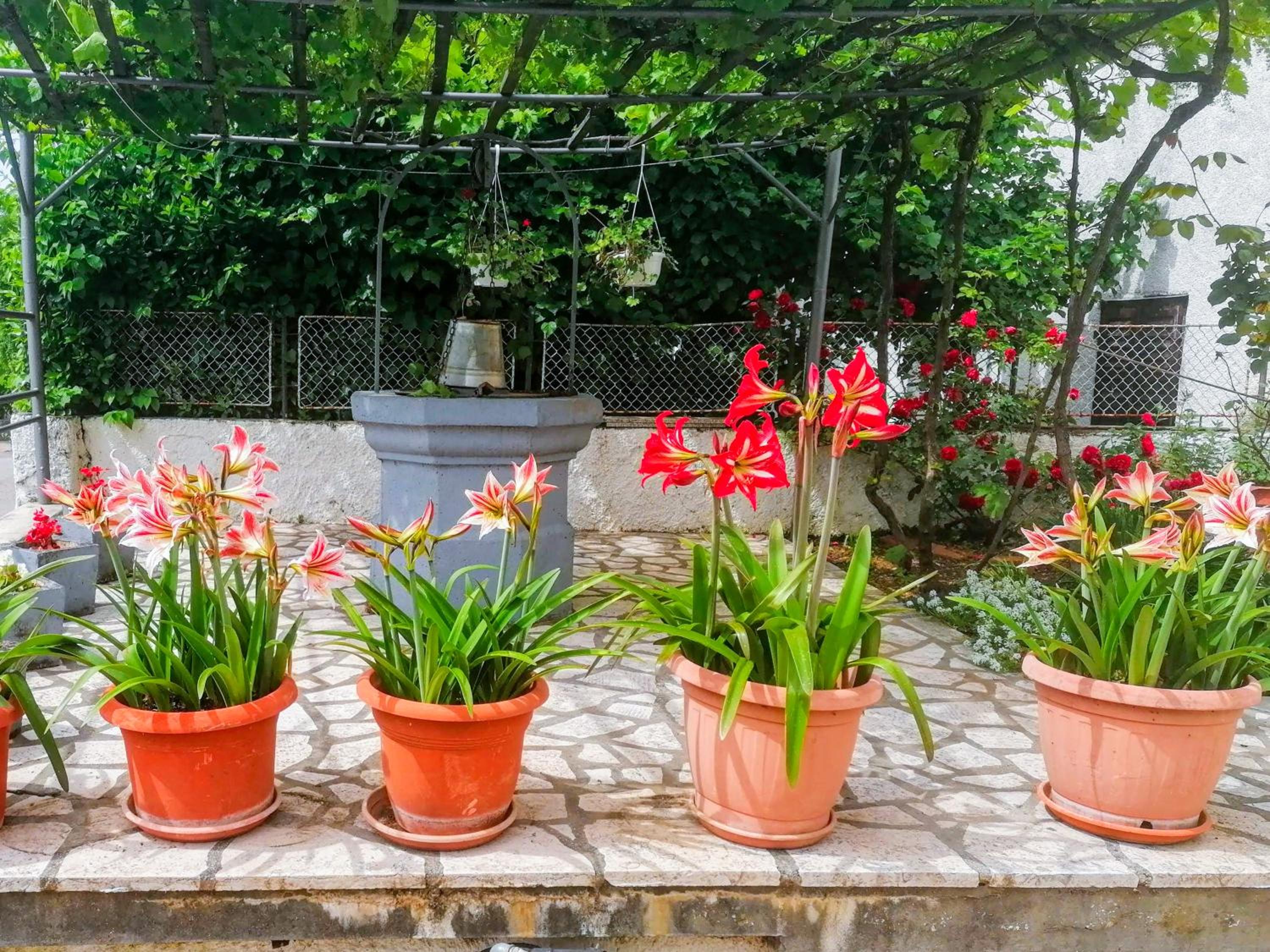 Apartman Lavanda sa bazenom i okućnicom 4* view 5