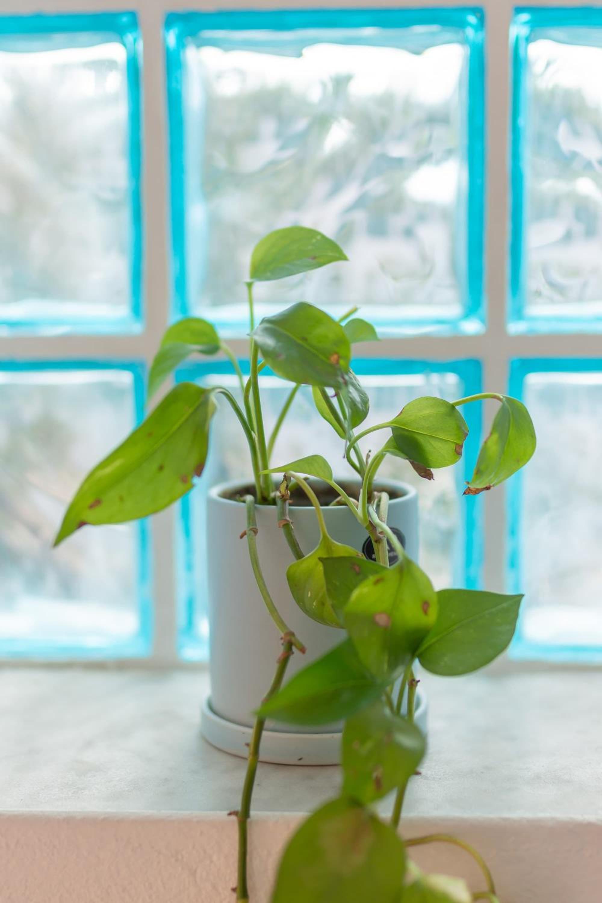 Green Oasis Apartment