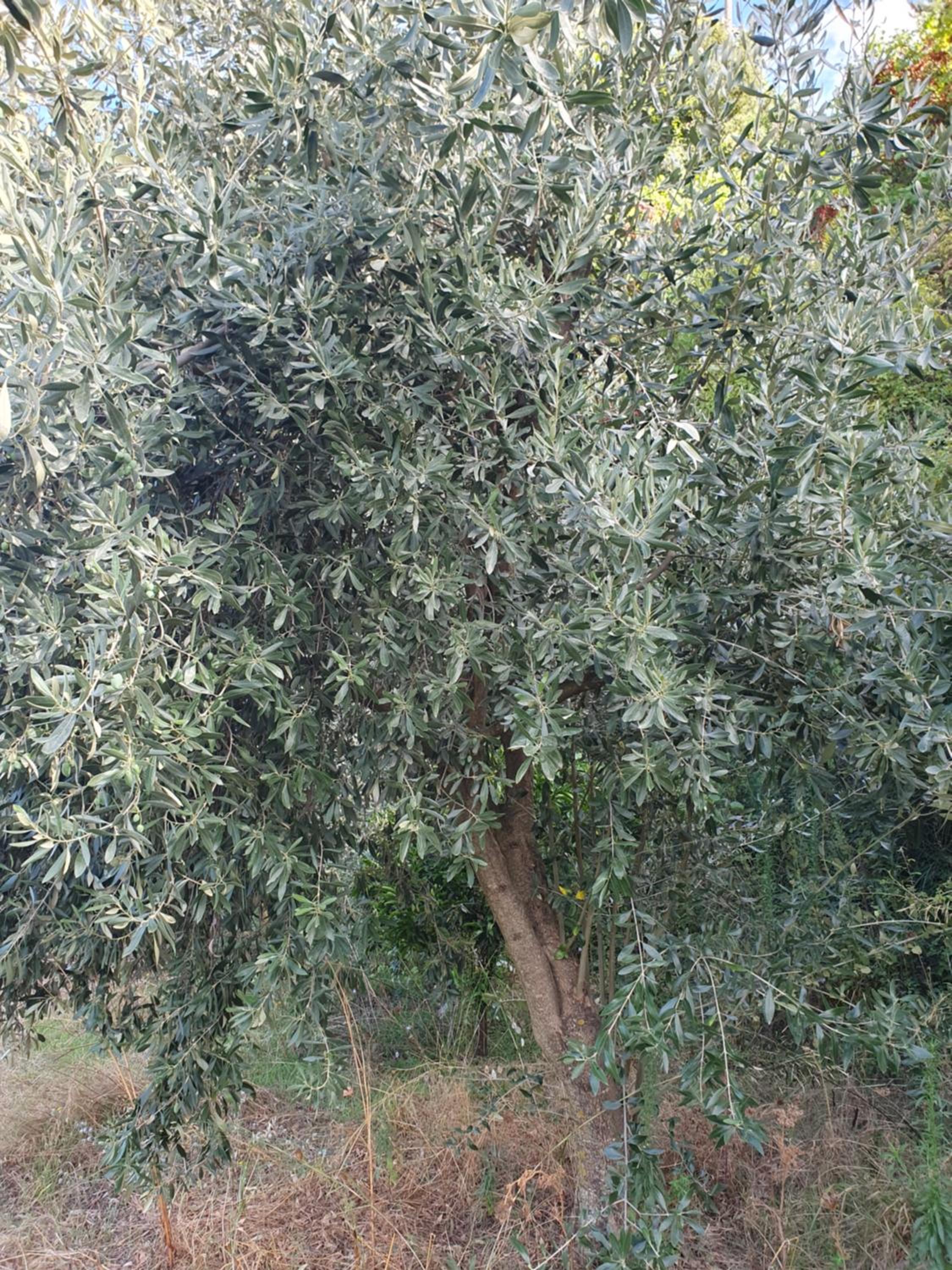 Tripi village
