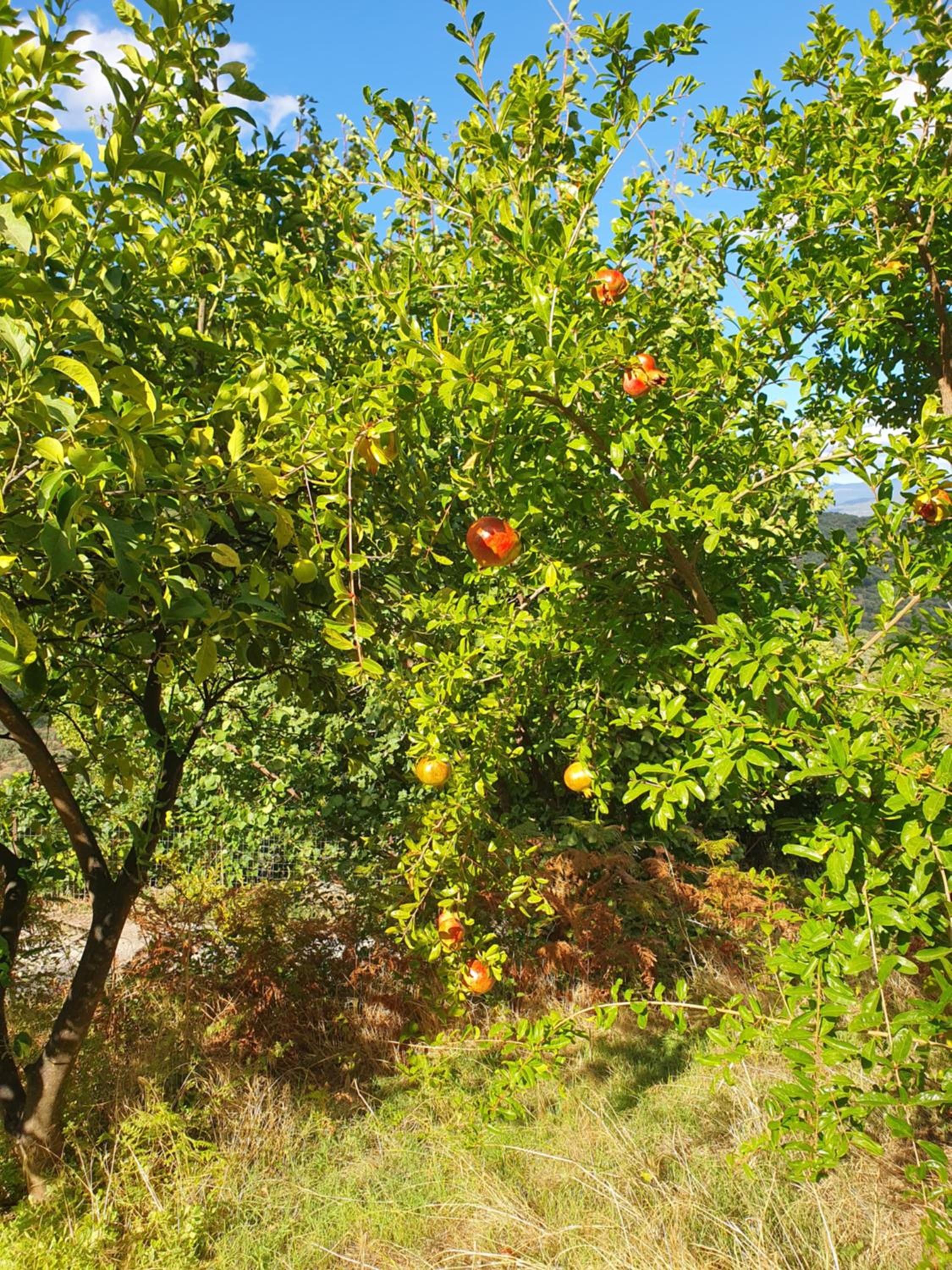 Tripi village
