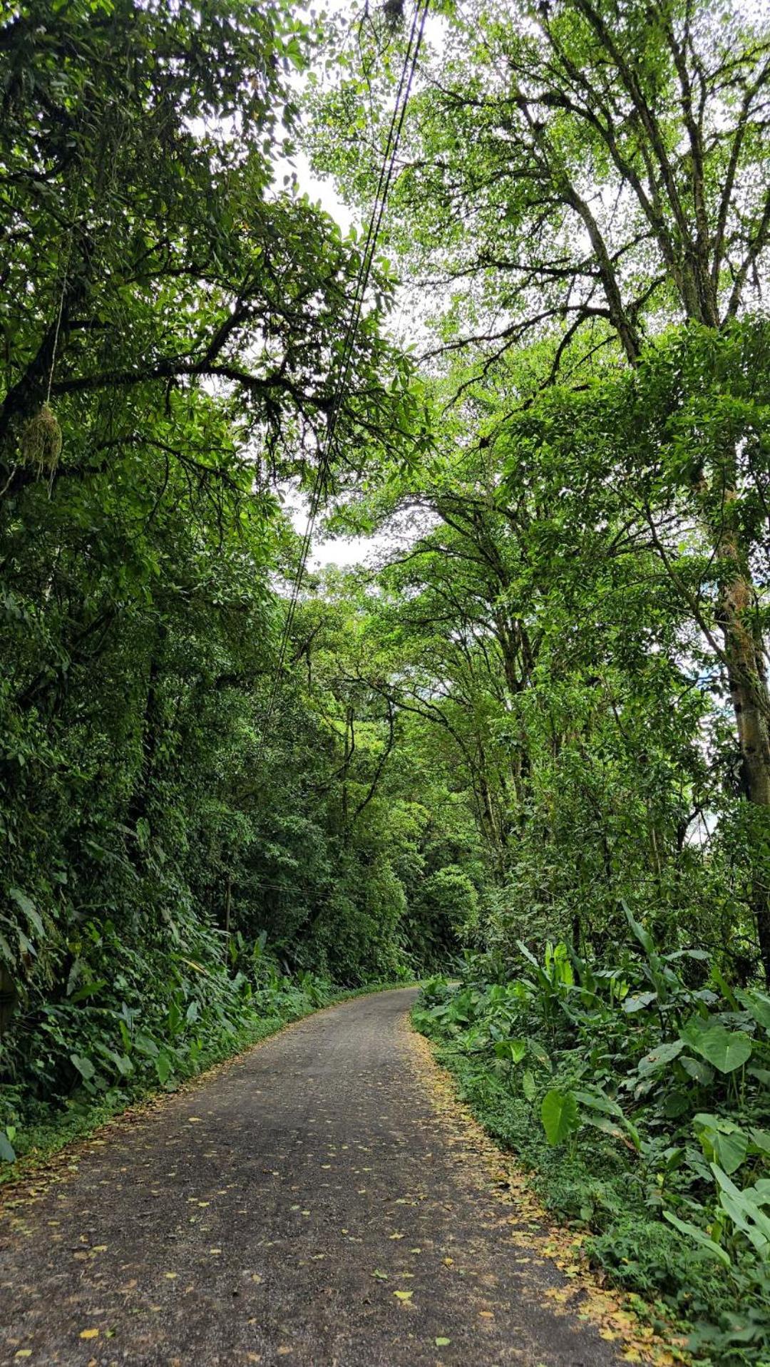 Bosque Tapantí, cerca del PN Tapantí en Orosí, Cartago, Costa Rica