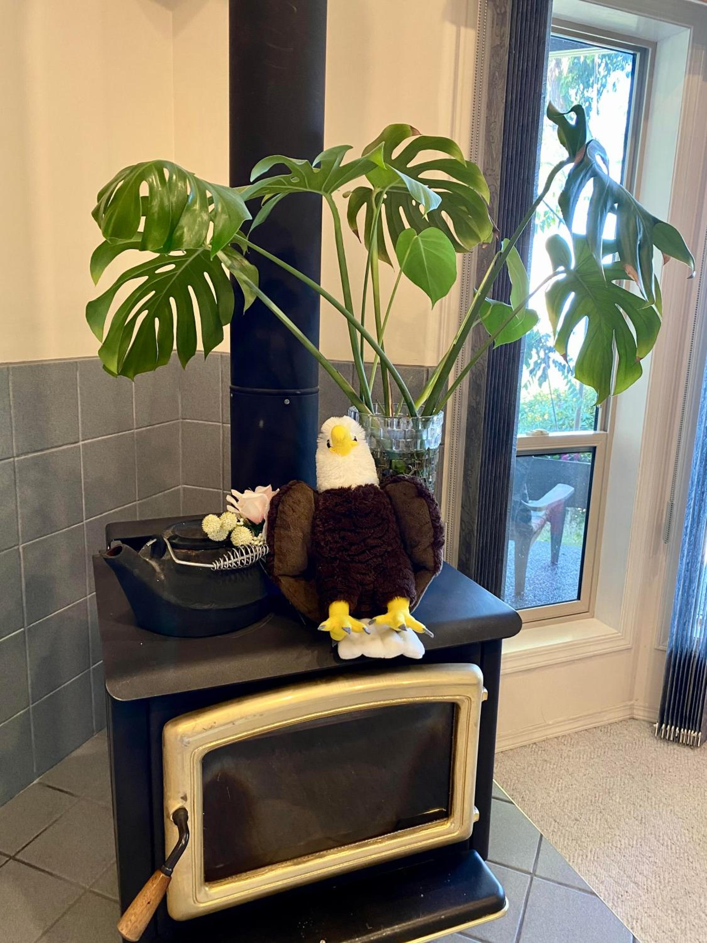 Waterfront Eagle Nest
