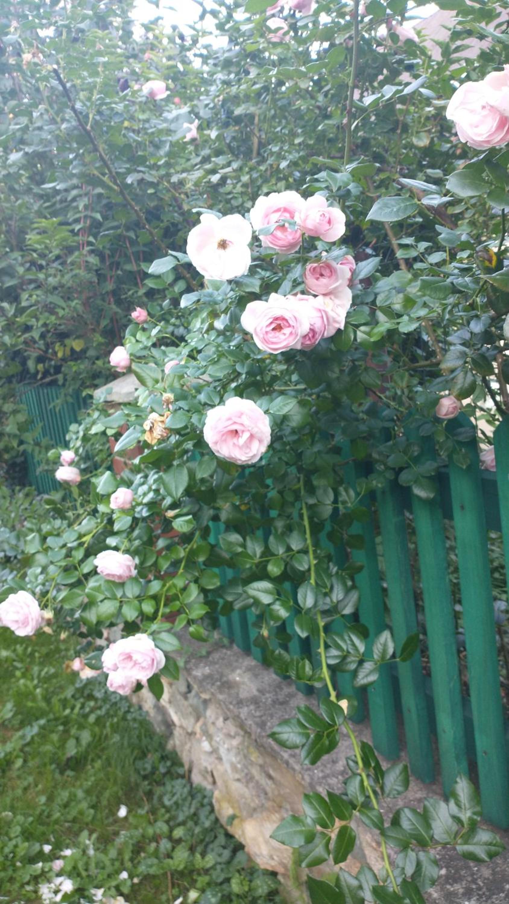 Photo 36
