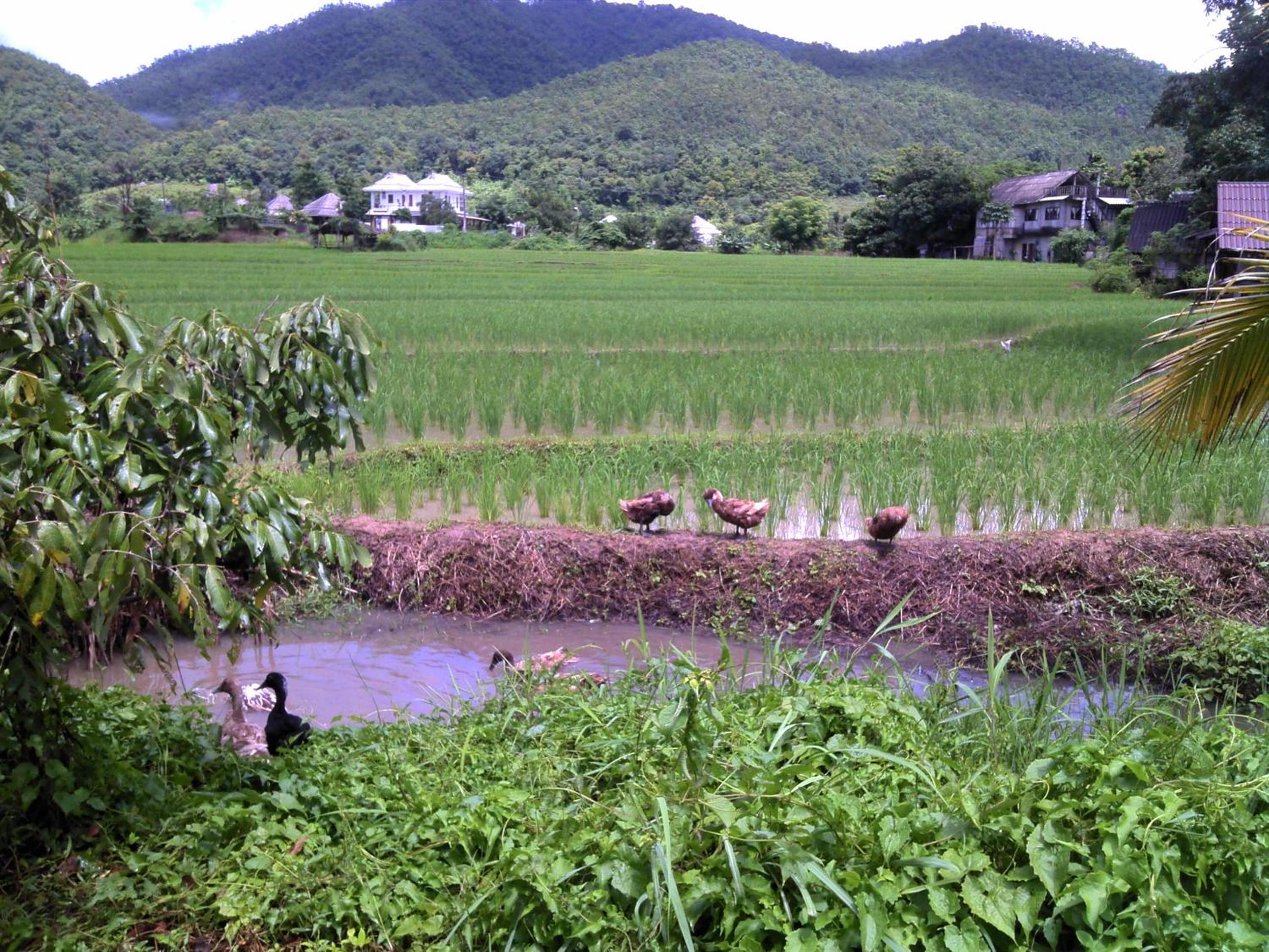 Ing Doi Guest House