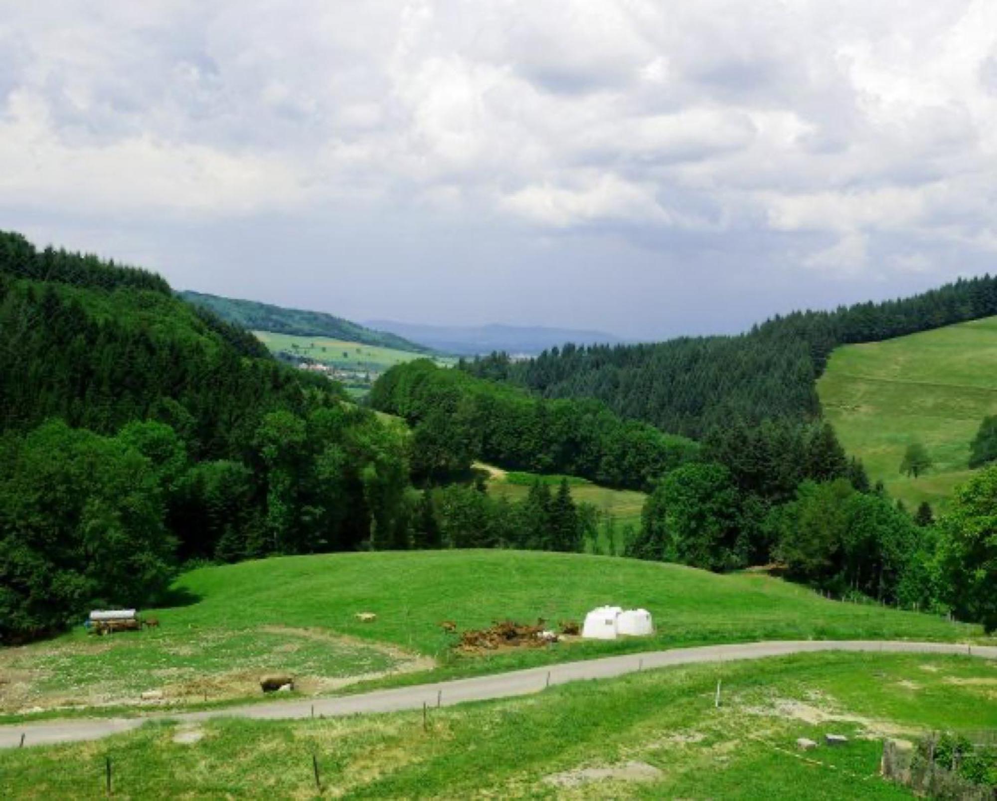 Ringlihof