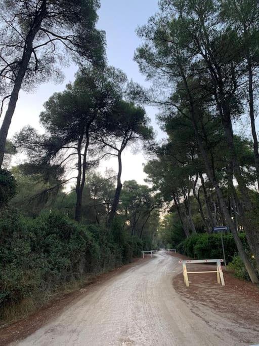 Chalet Felicita con giardino Immerso nel bosco photo 3