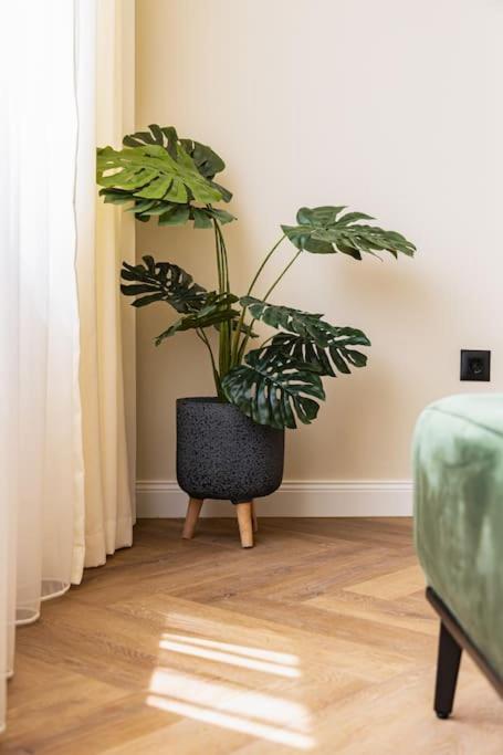 Olive Green Designer Apartment