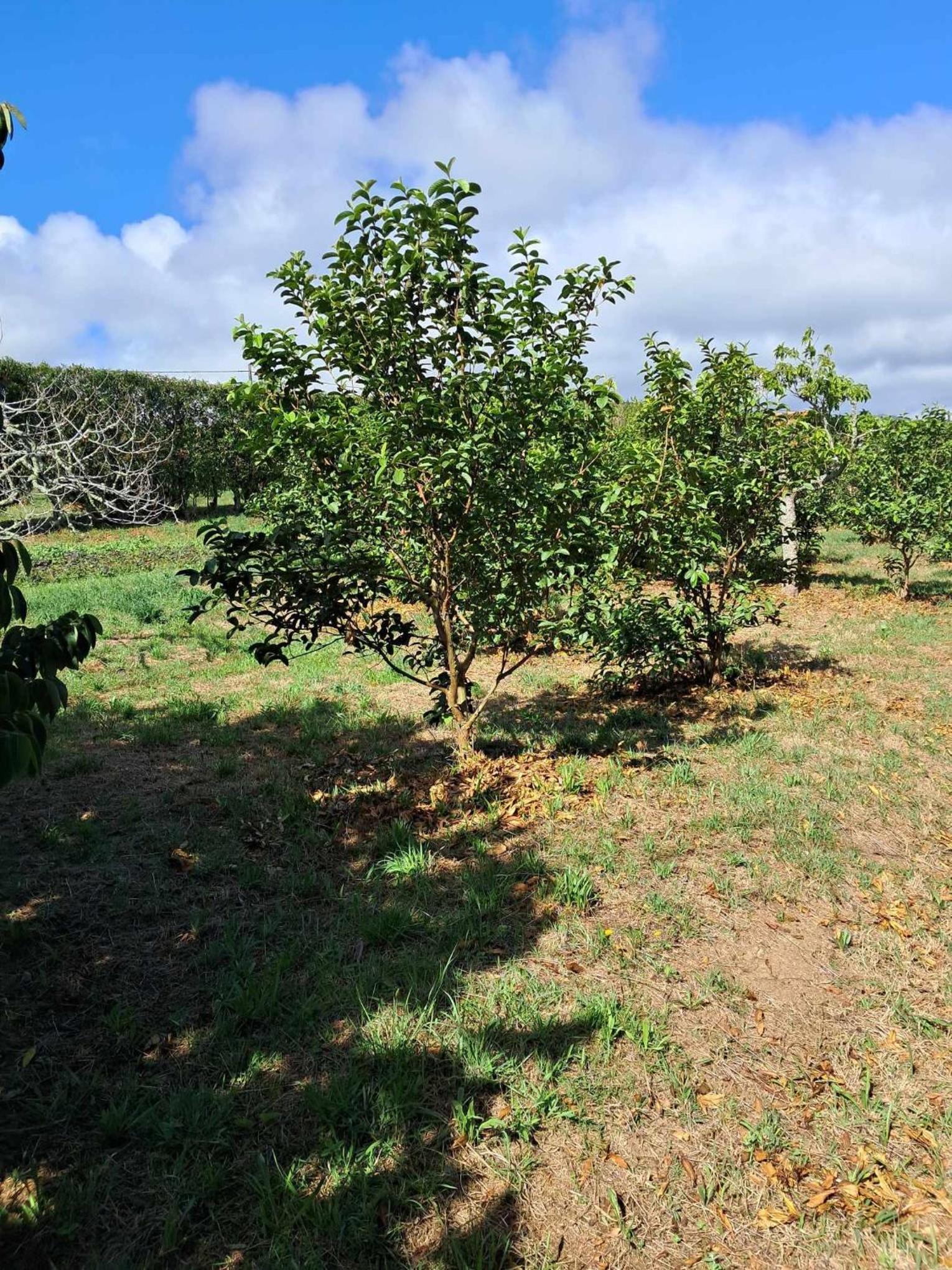 Quinta Do Norte