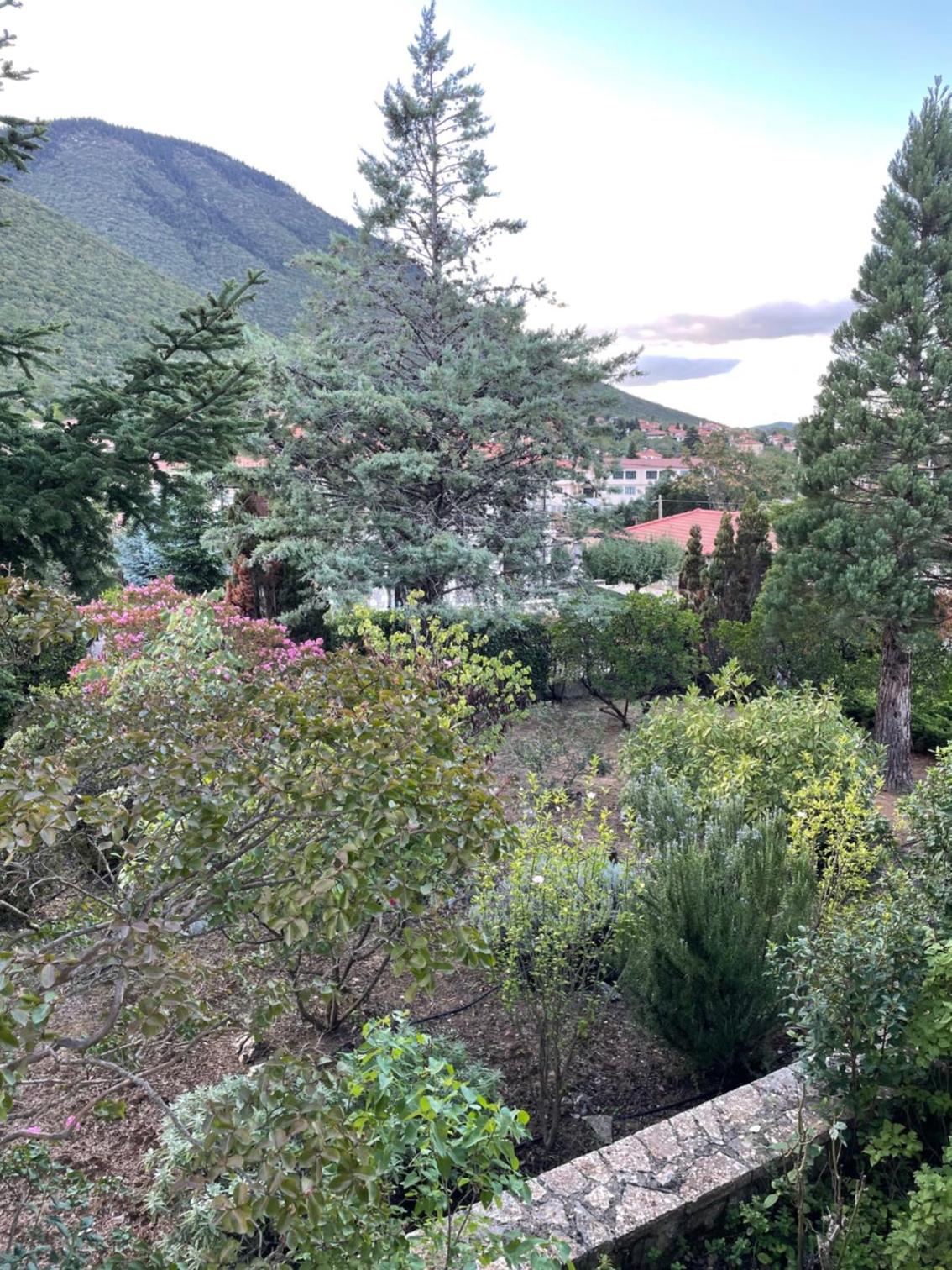 Levidi Horizon