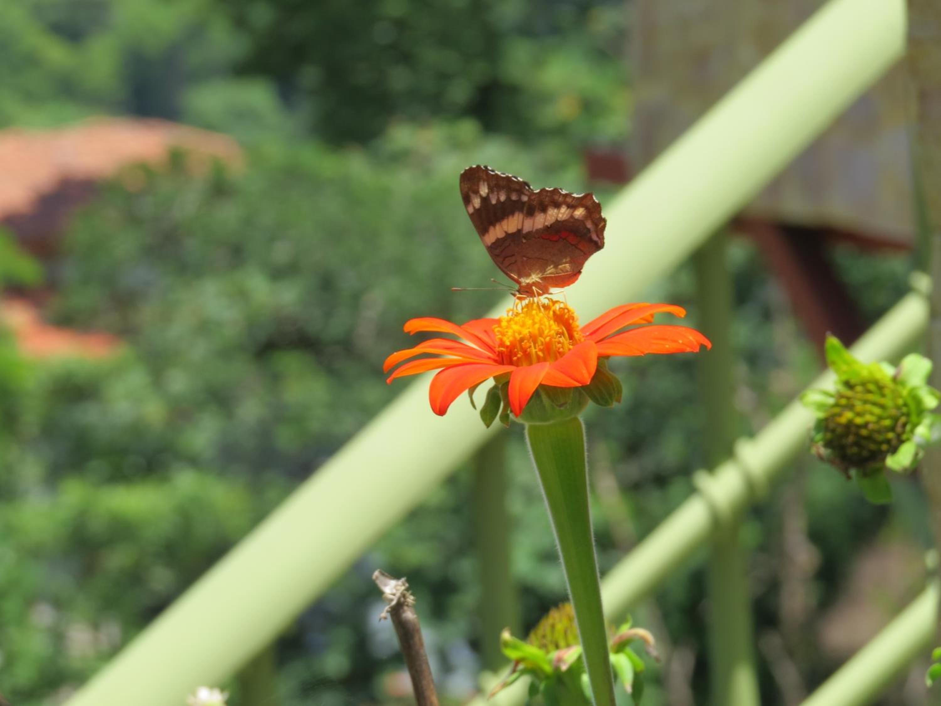 Rose House Manuel Antonio