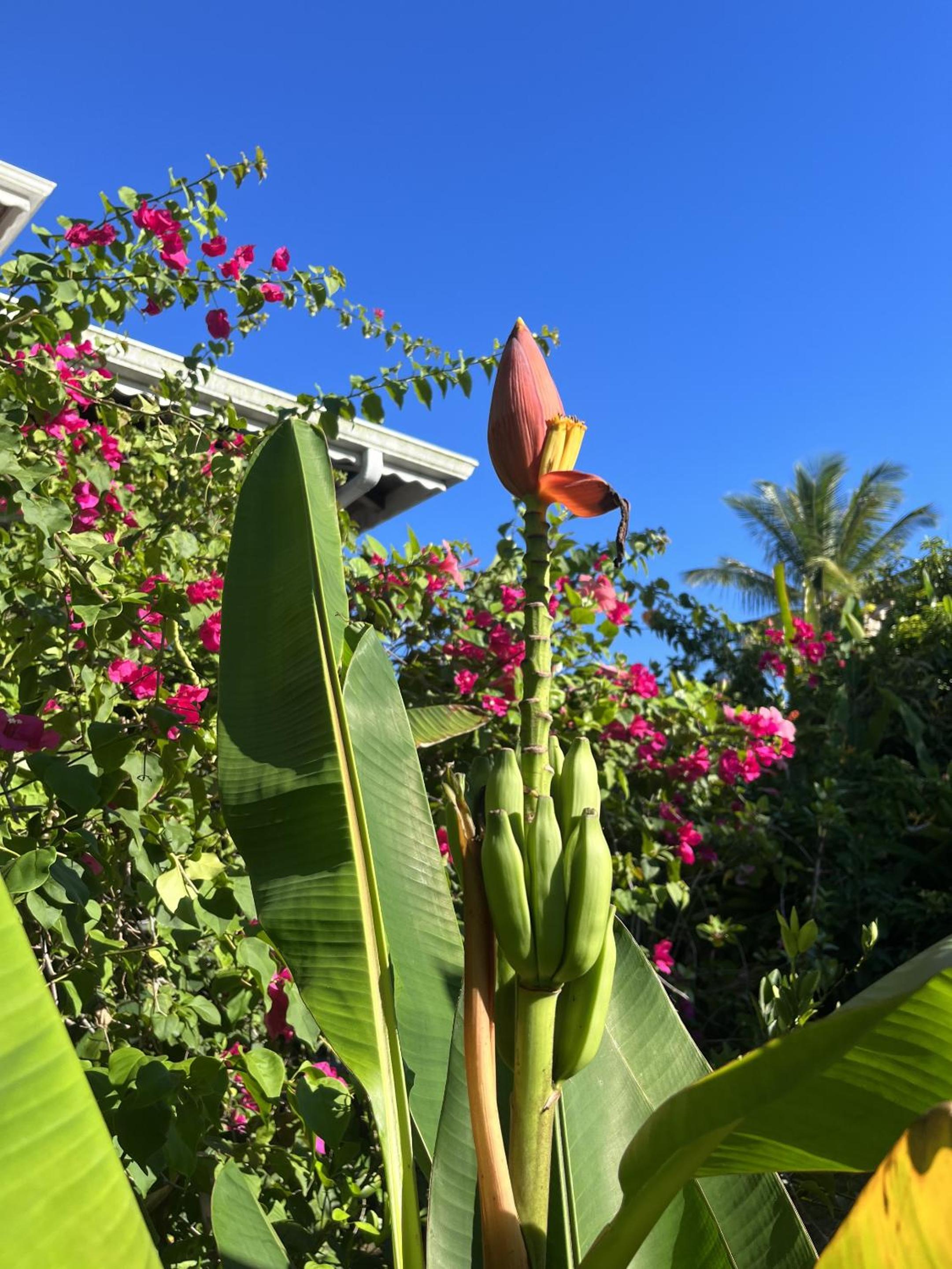 Eden Paradise Spa Ecolodge