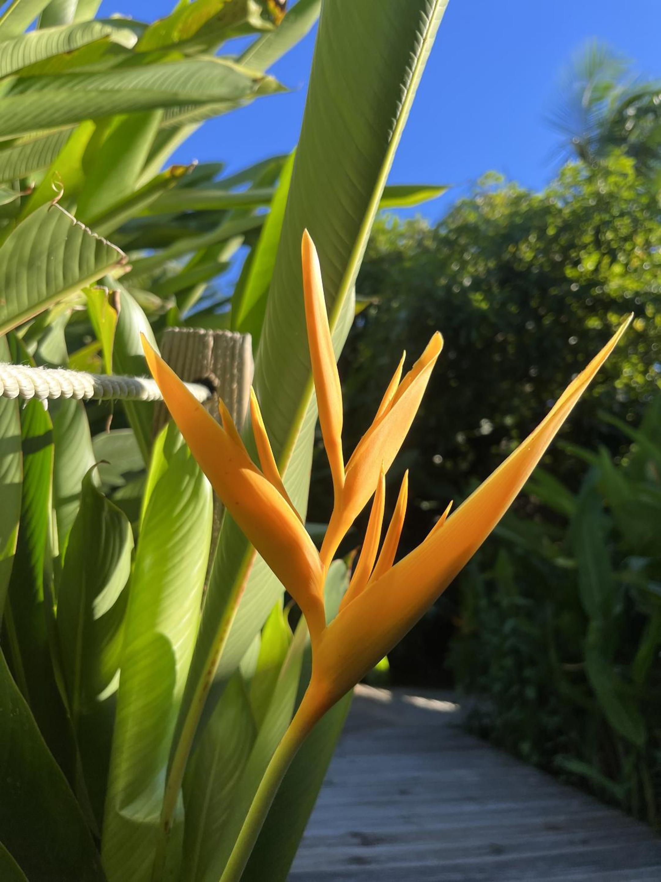 Eden Paradise Spa Ecolodge