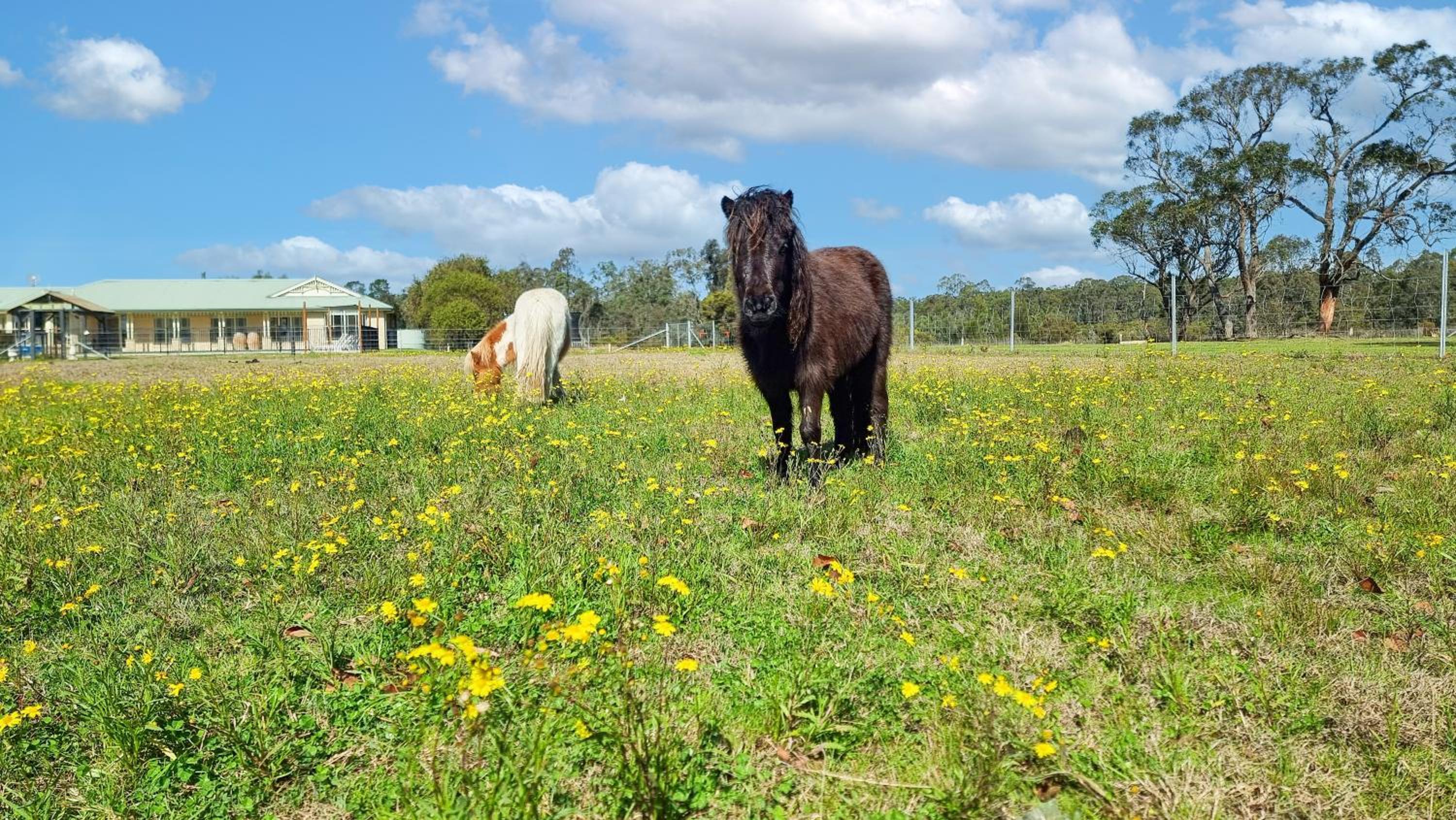 Roads End with Games Barn Ponies Alfresco Dining