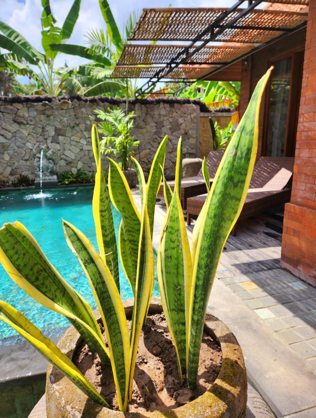 Buda Yana CoLiving Villa