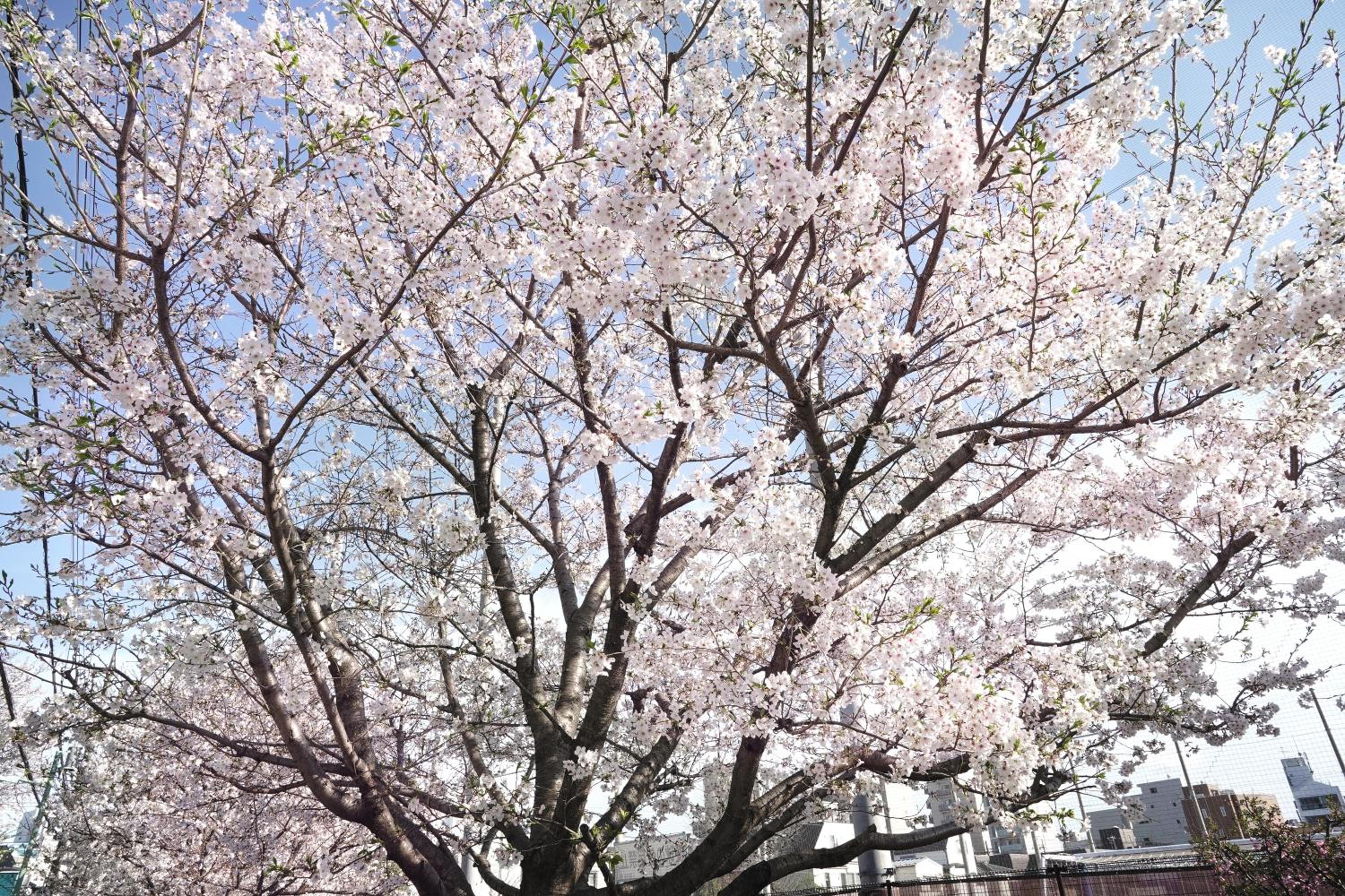 1 line to Asakusa! Projector, 5 mins walk from Togoshi-ginza Sta