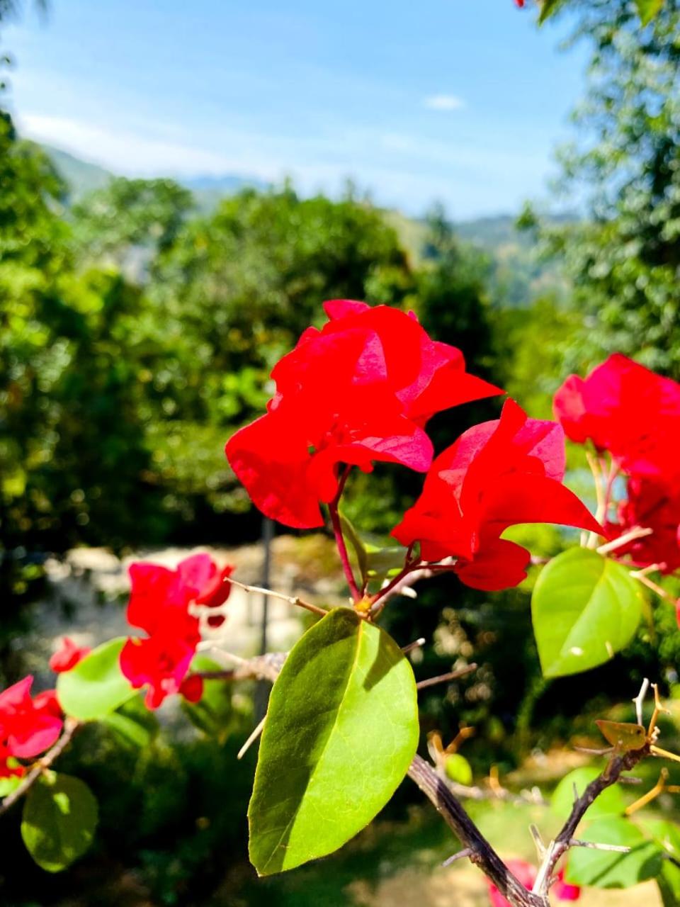 Blissful Haven