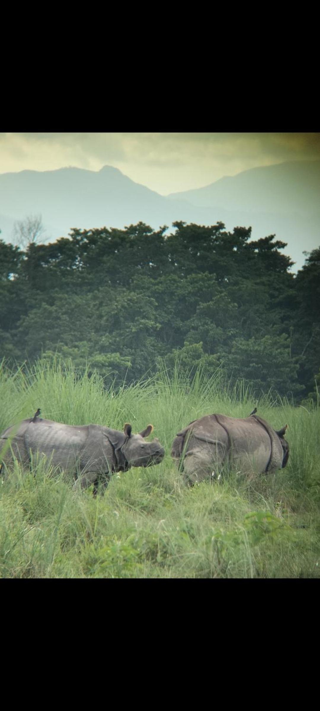 Wildflow jungle yoga safari and homestay view 4