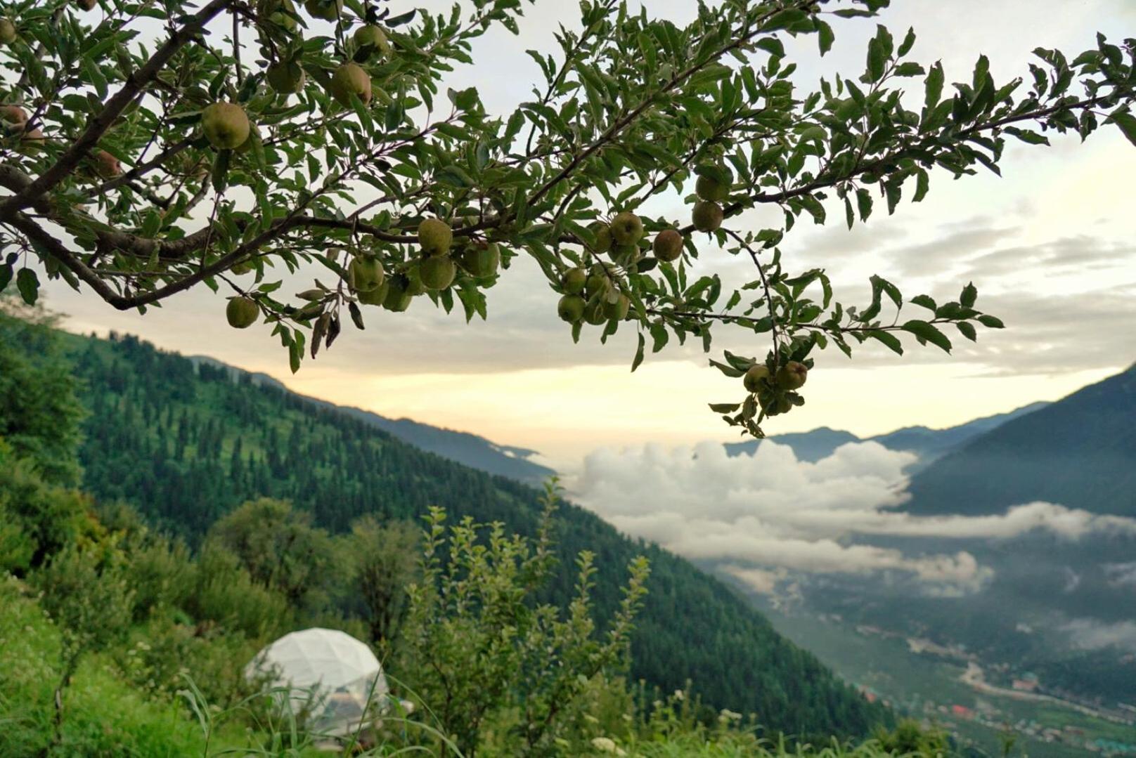 GlampEco Manali