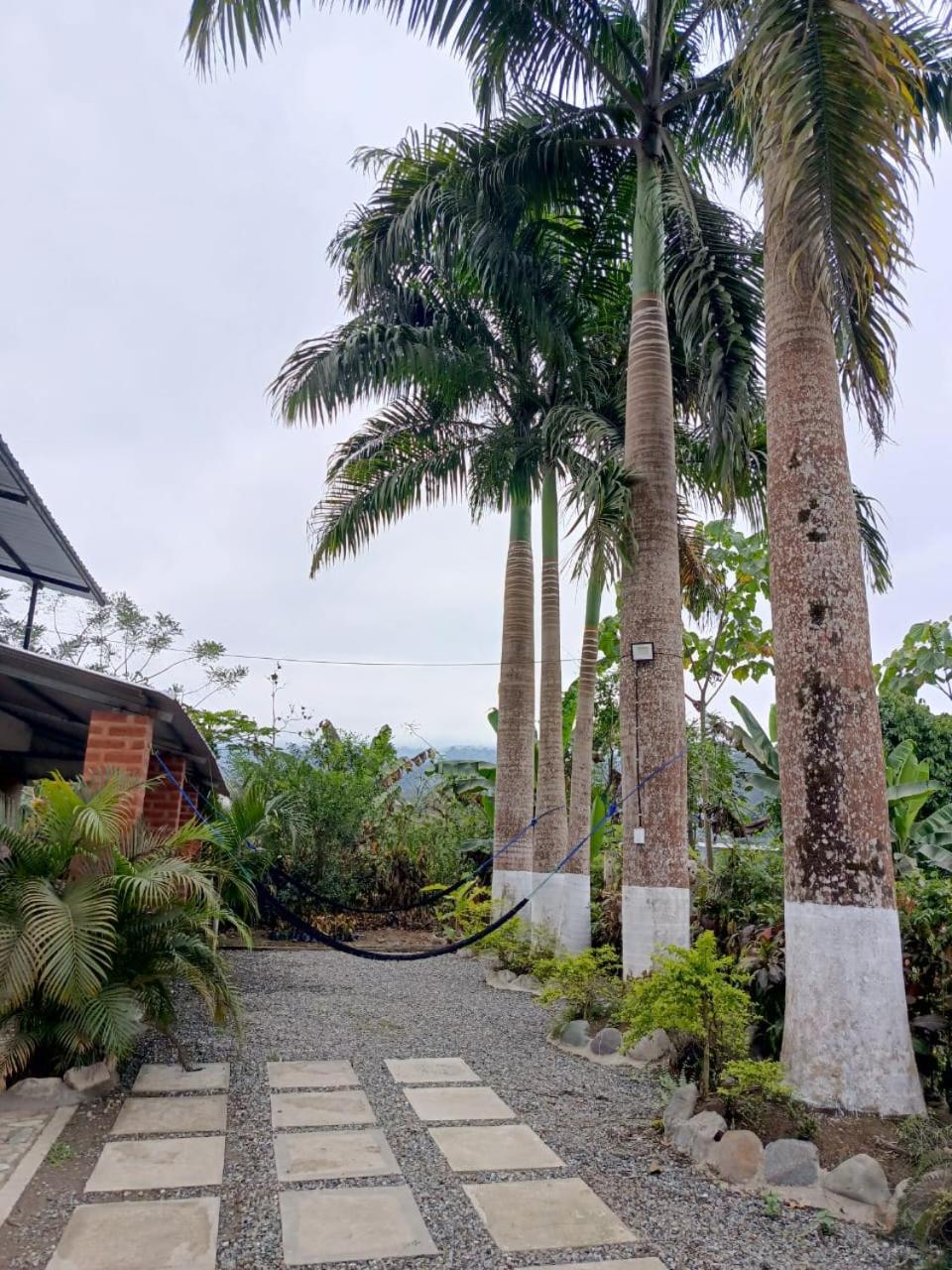 Palmerai BUCAY