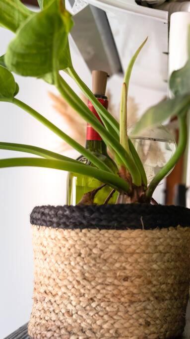 Apartamentos turisticos - Boho Sai