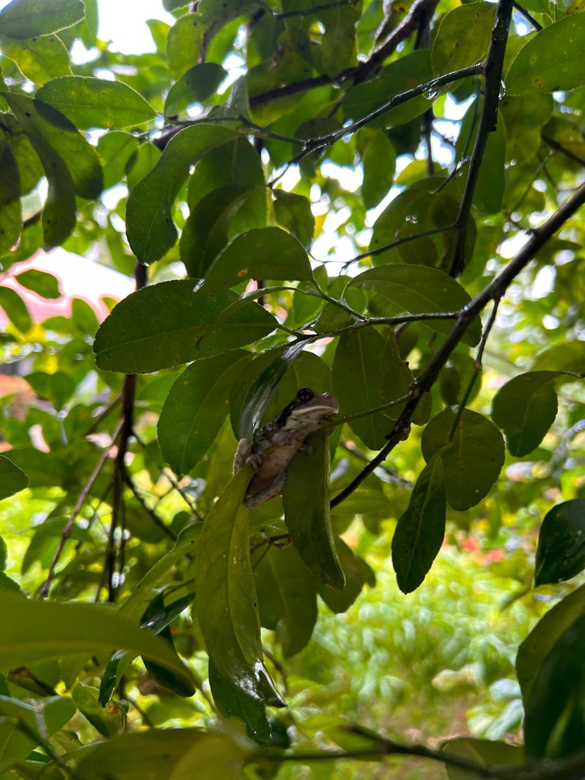 Villas Eco Venture