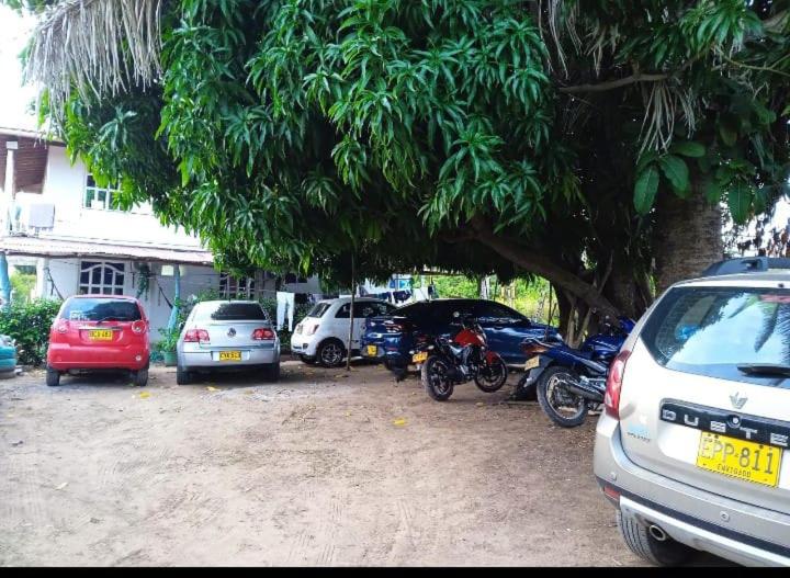 Caribean campestre