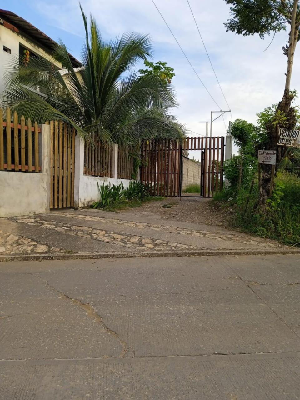 Caribean campestre