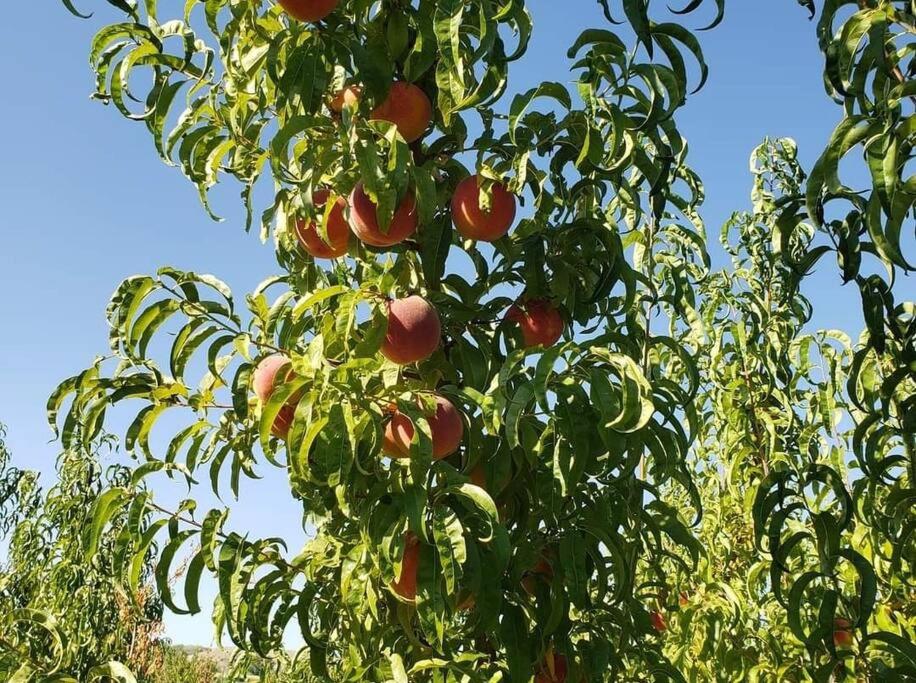 The Cozy Country Orchard Cottage view 5