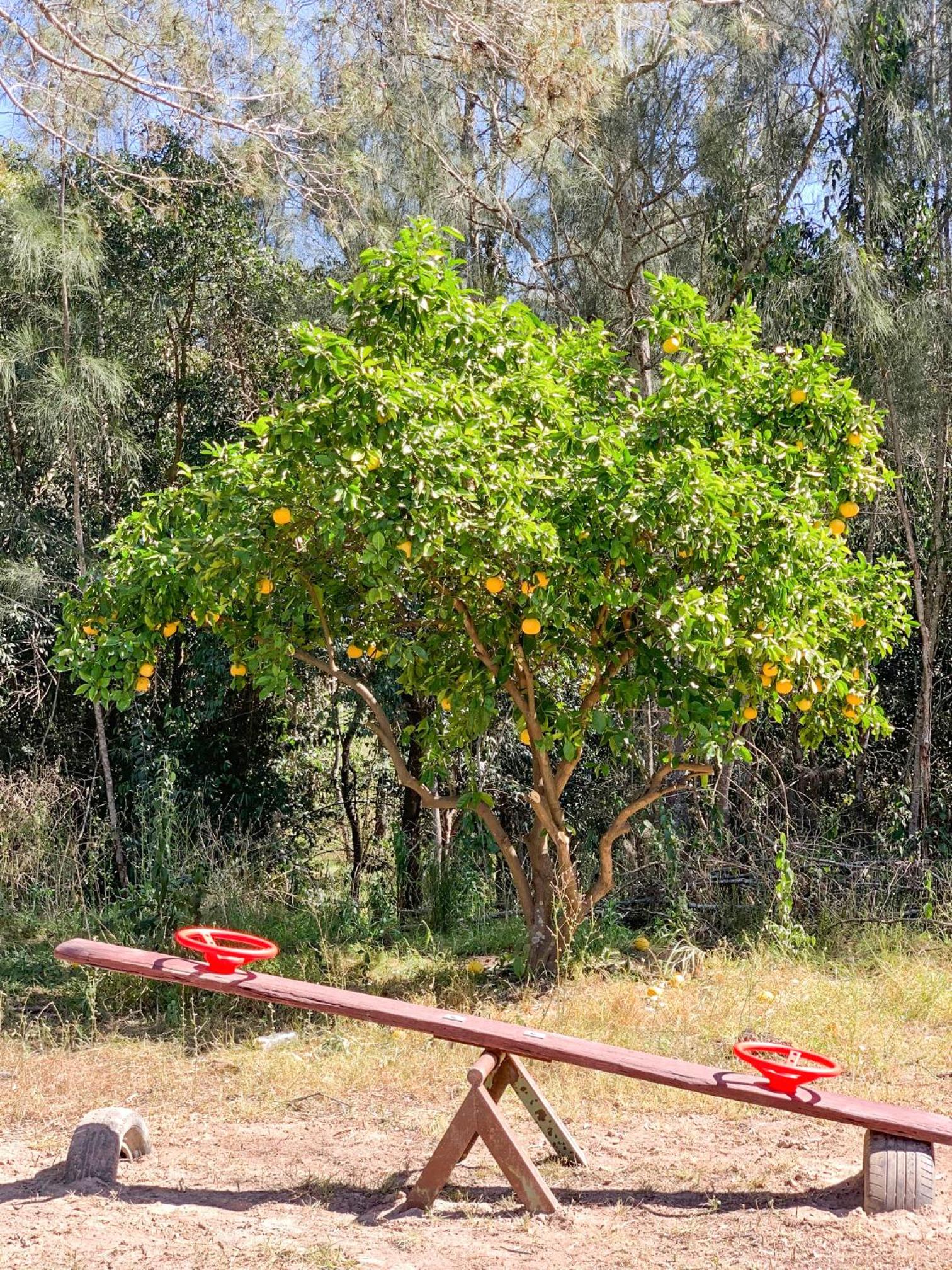 Las Palmas Hunter Valley Estate, 11m Pool, Kangaroos, Fire Pit, Playground