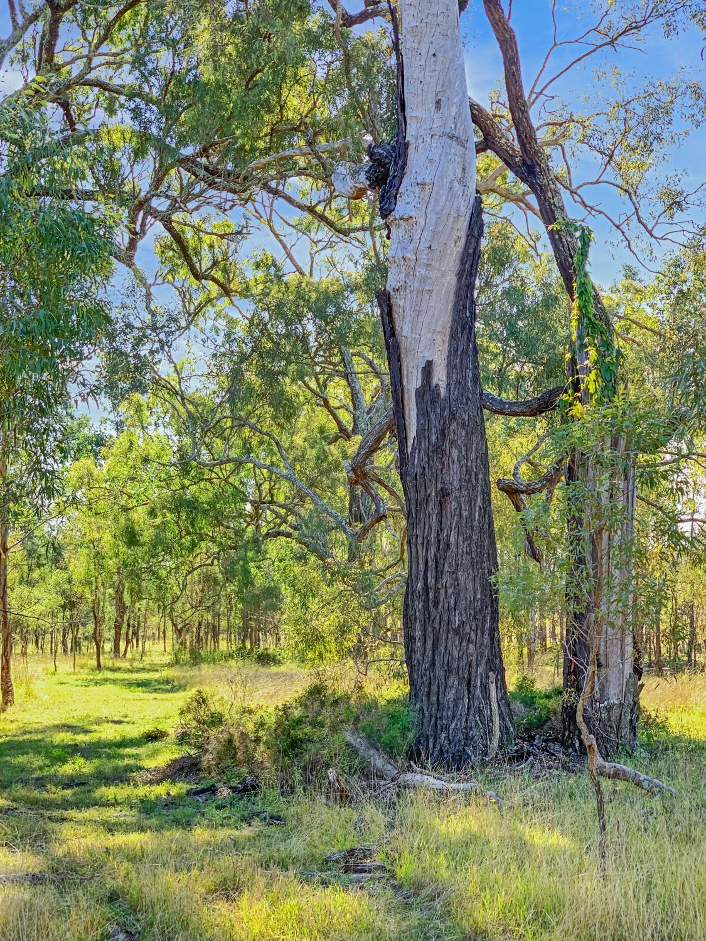 Las Palmas Hunter Valley Estate, 11m Pool, Kangaroos, Fire Pit, Playground