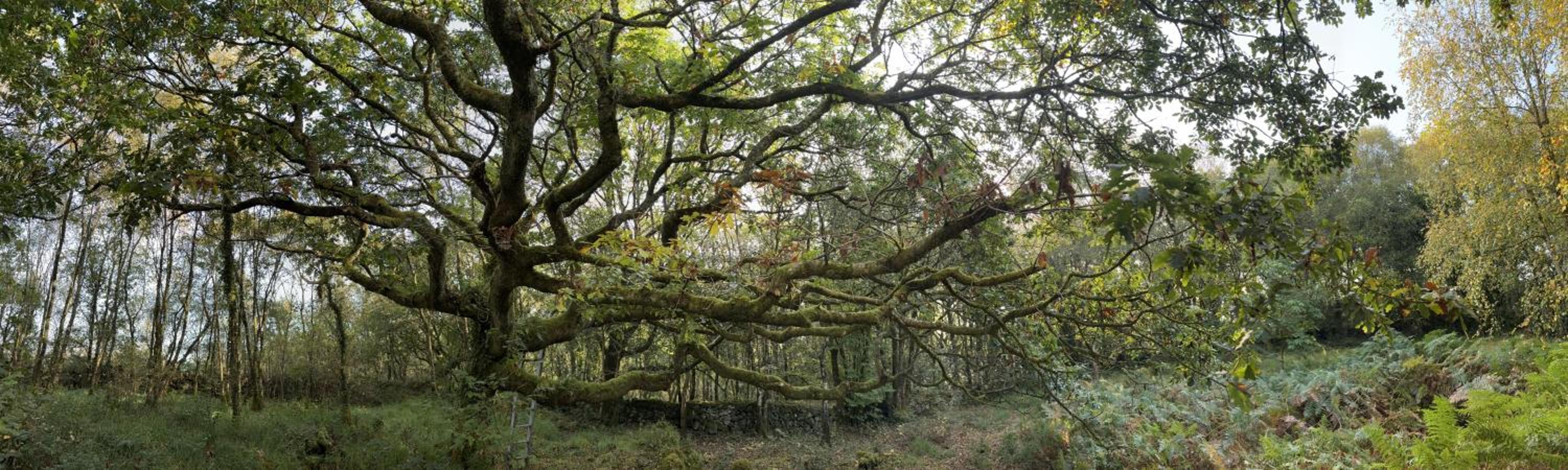 Sligo Forest Retreat