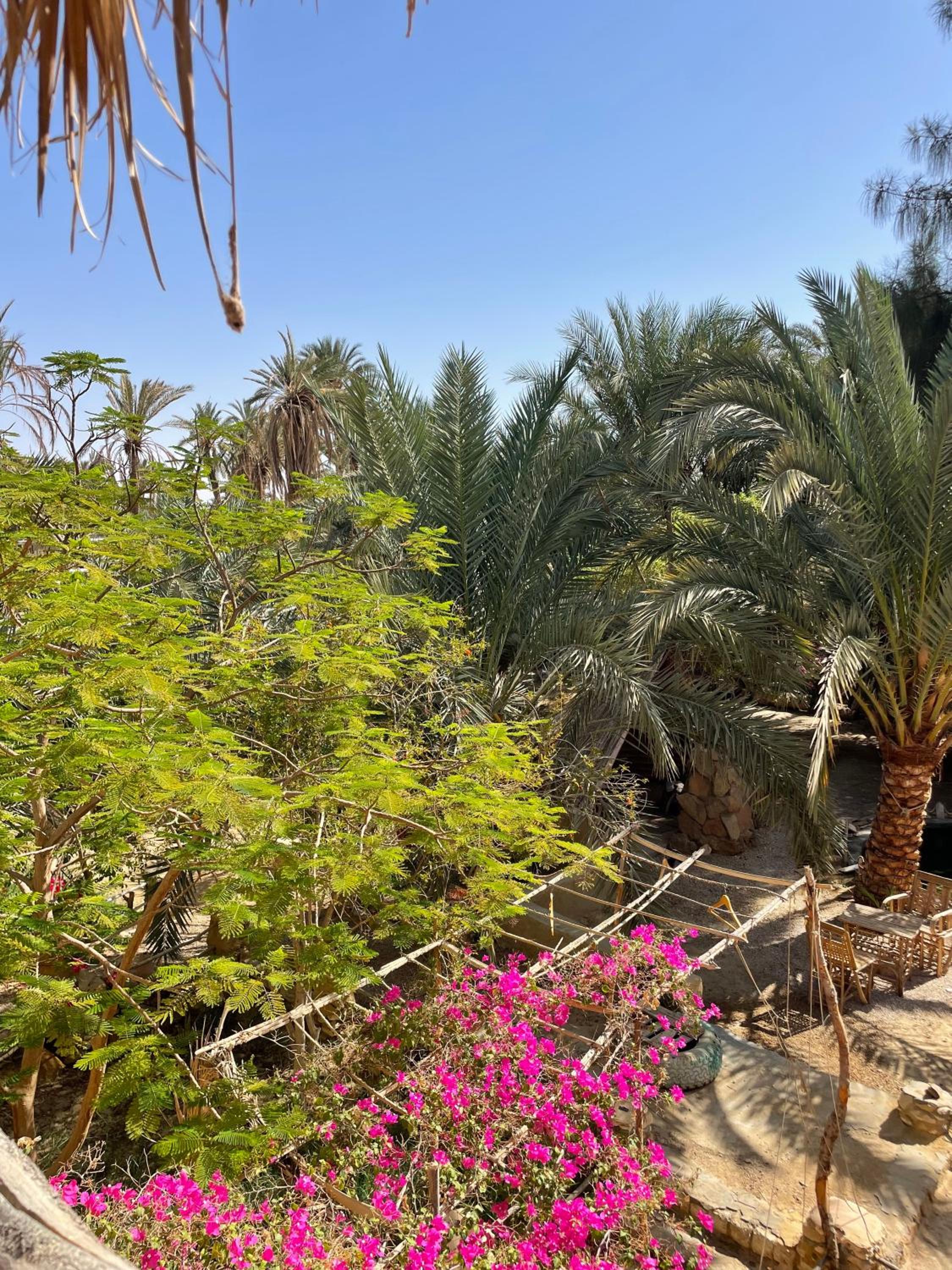 Shamofs art garden
