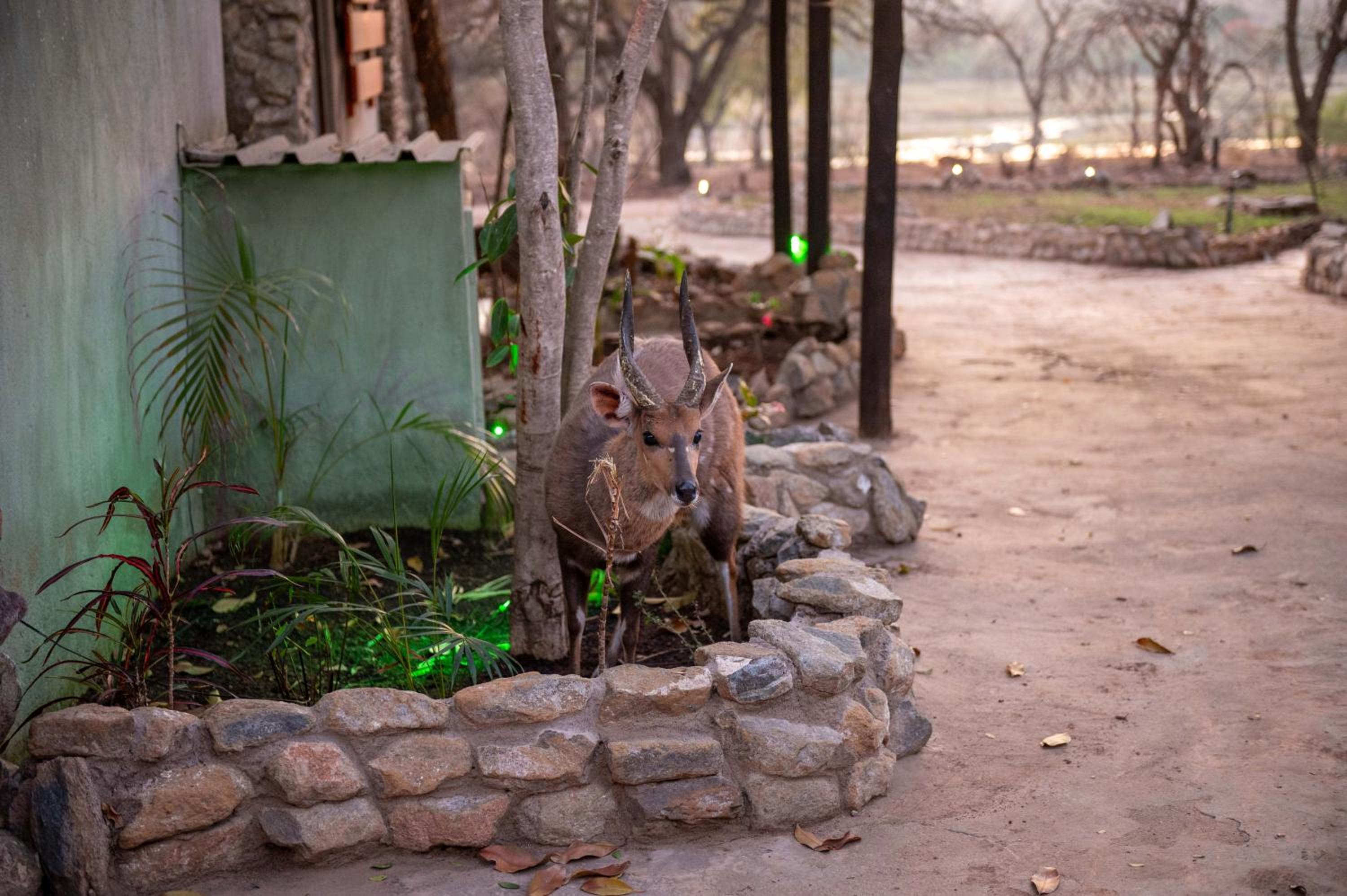 Foxy Crocodile Bush Lodge & Kruger Safaris