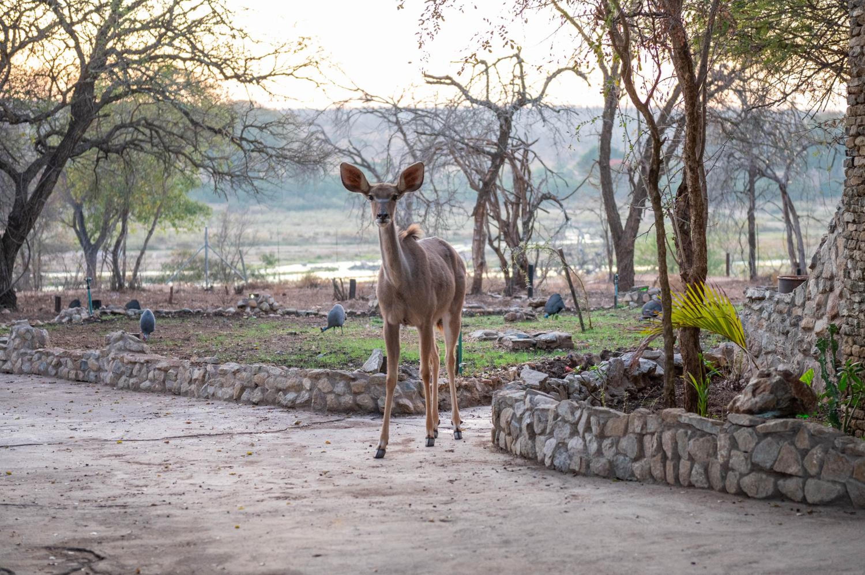 Foxy Crocodile Bush Lodge & Kruger Safaris
