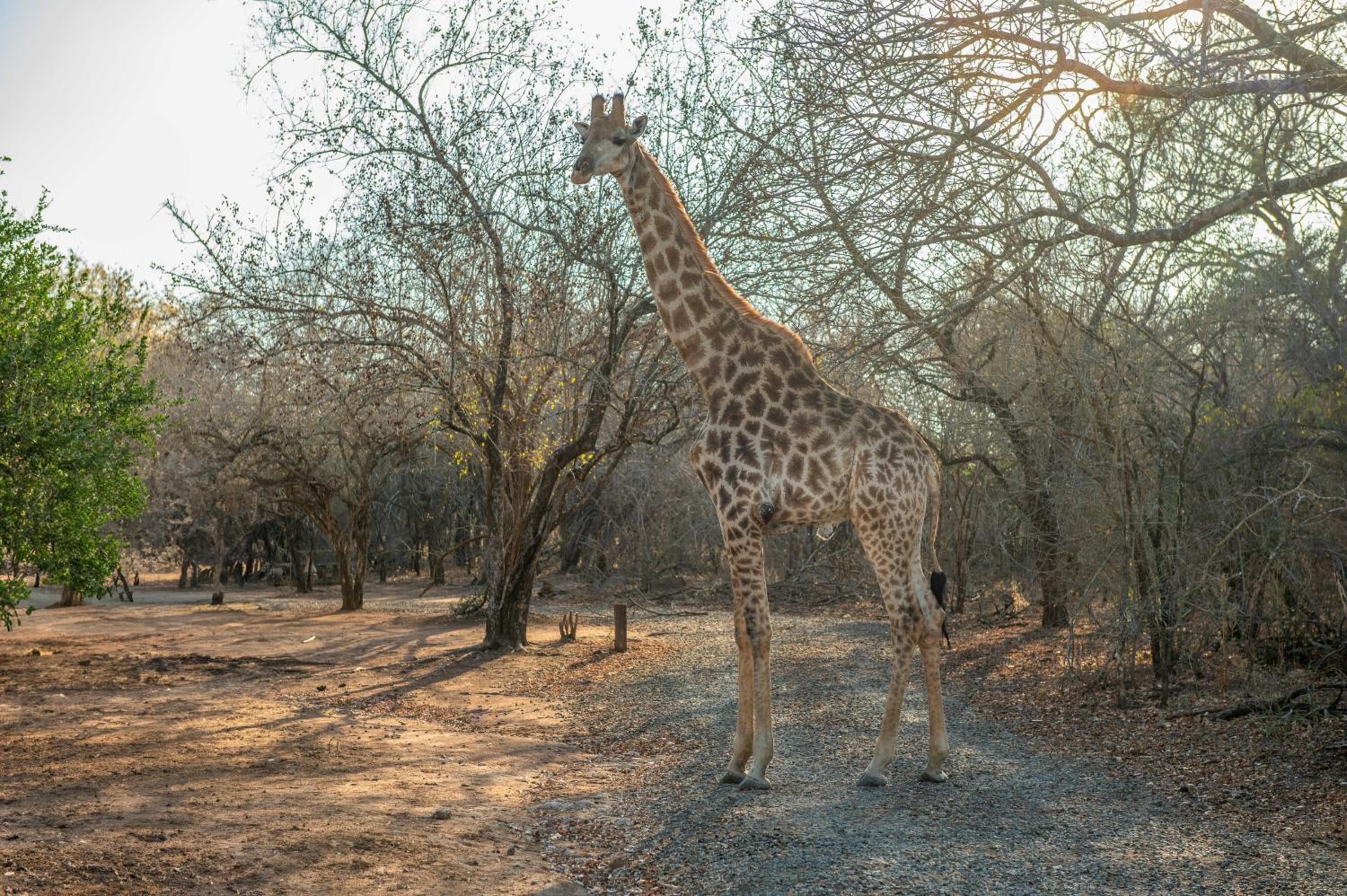Foxy Crocodile Bush Lodge & Kruger Safaris
