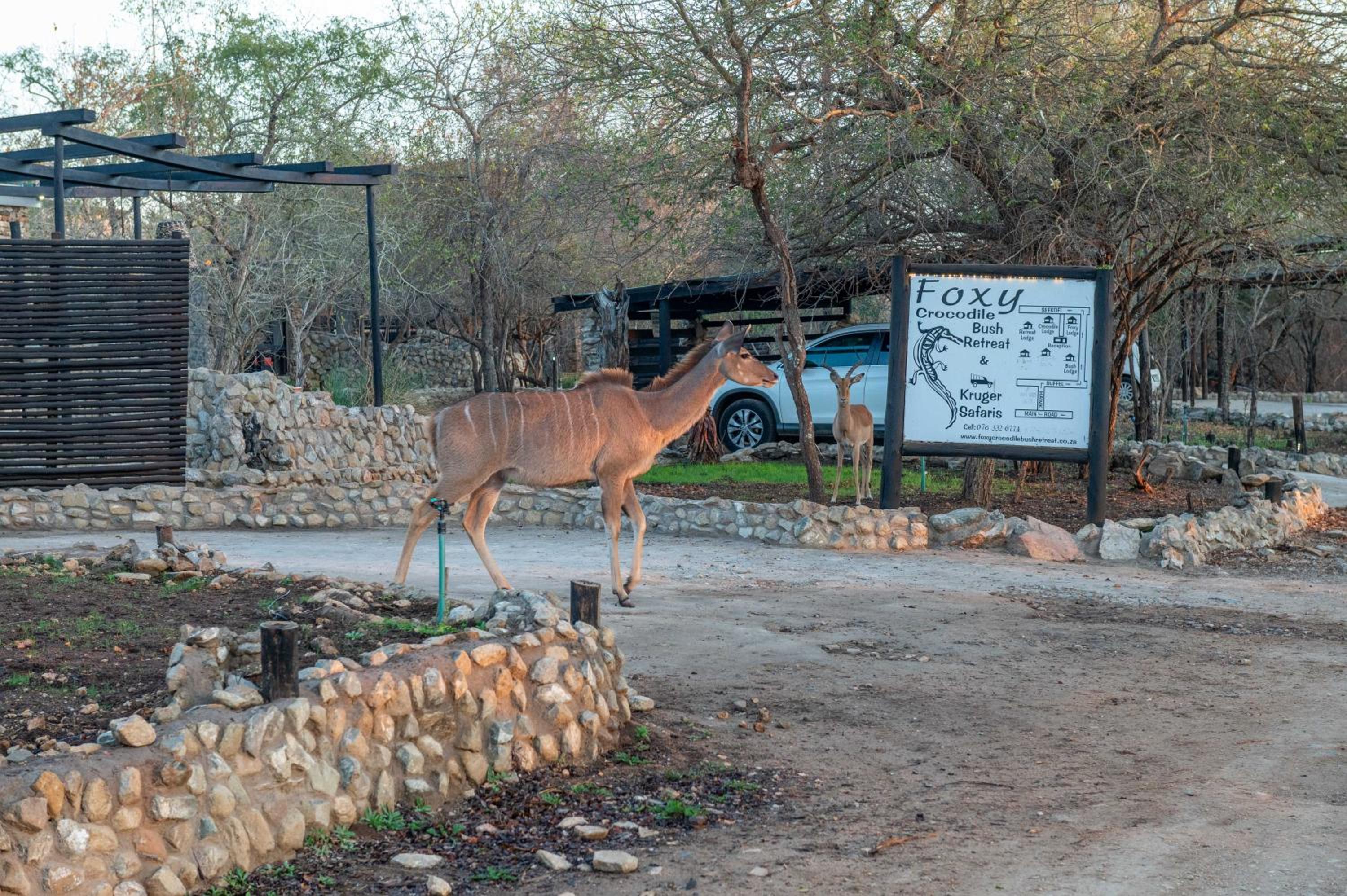 Foxy Crocodile Bush Lodge & Kruger Safaris