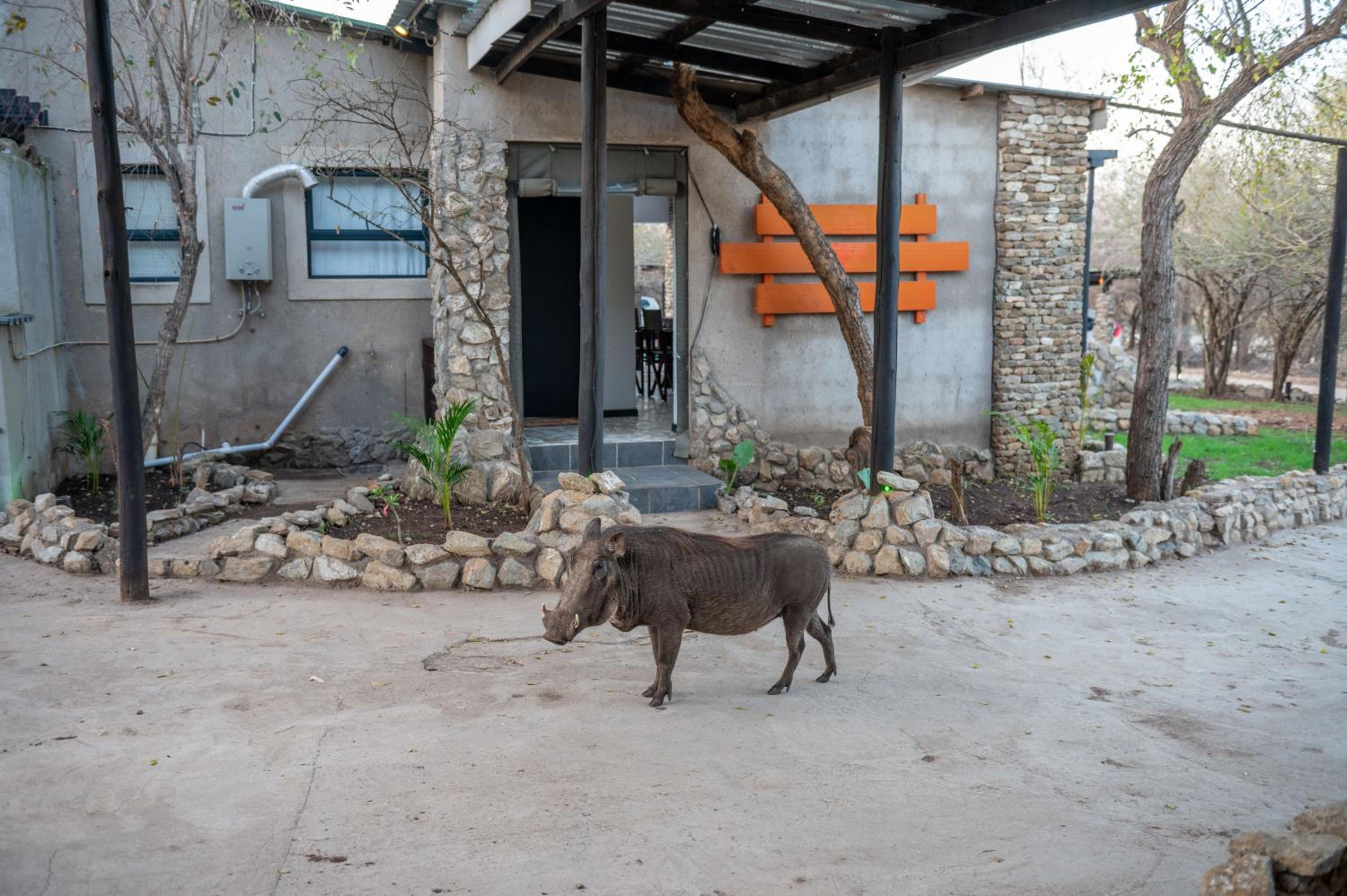 Foxy Crocodile Bush Lodge & Kruger Safaris