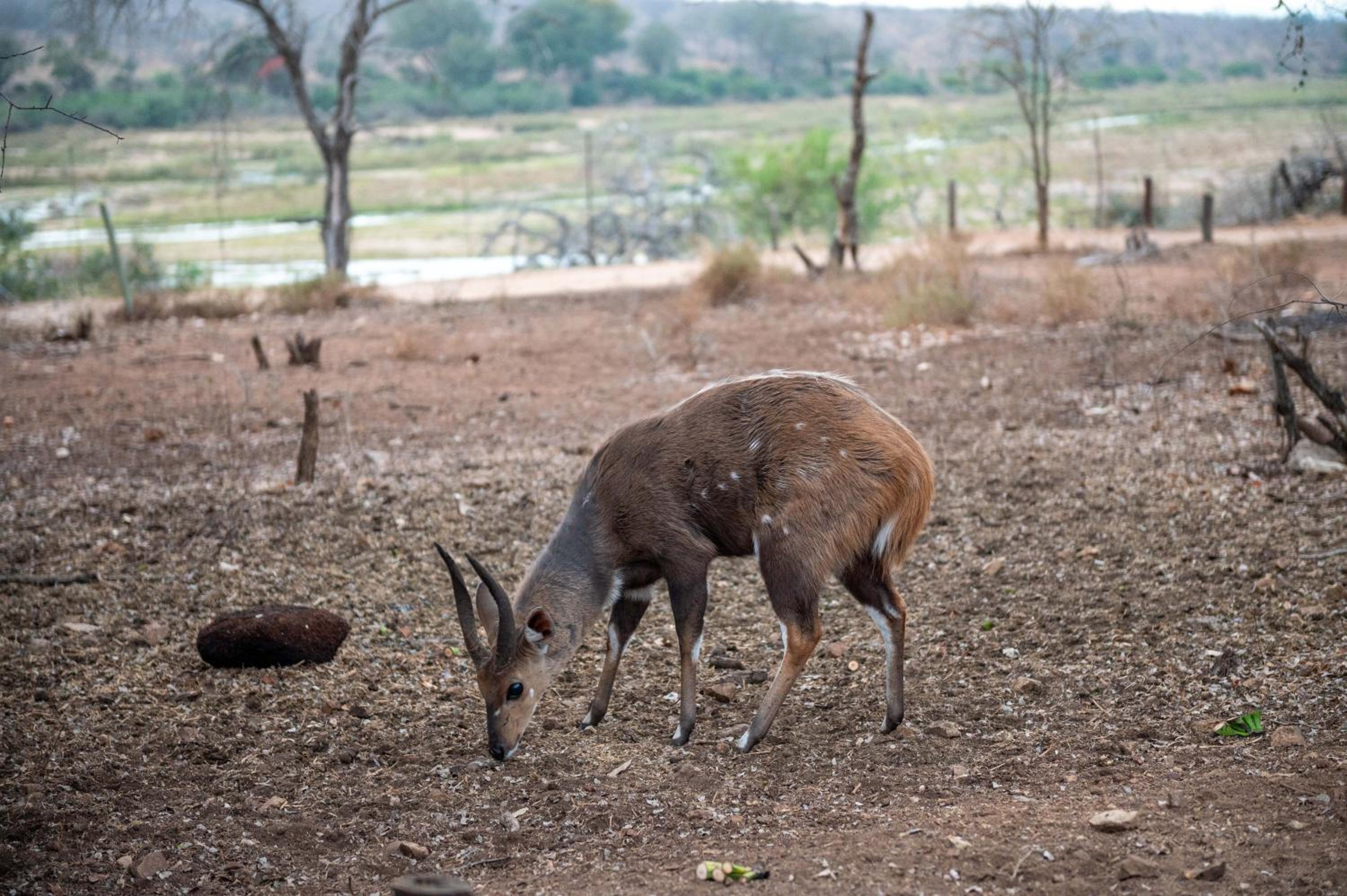 Foxy Crocodile Bush Lodge & Kruger Safaris