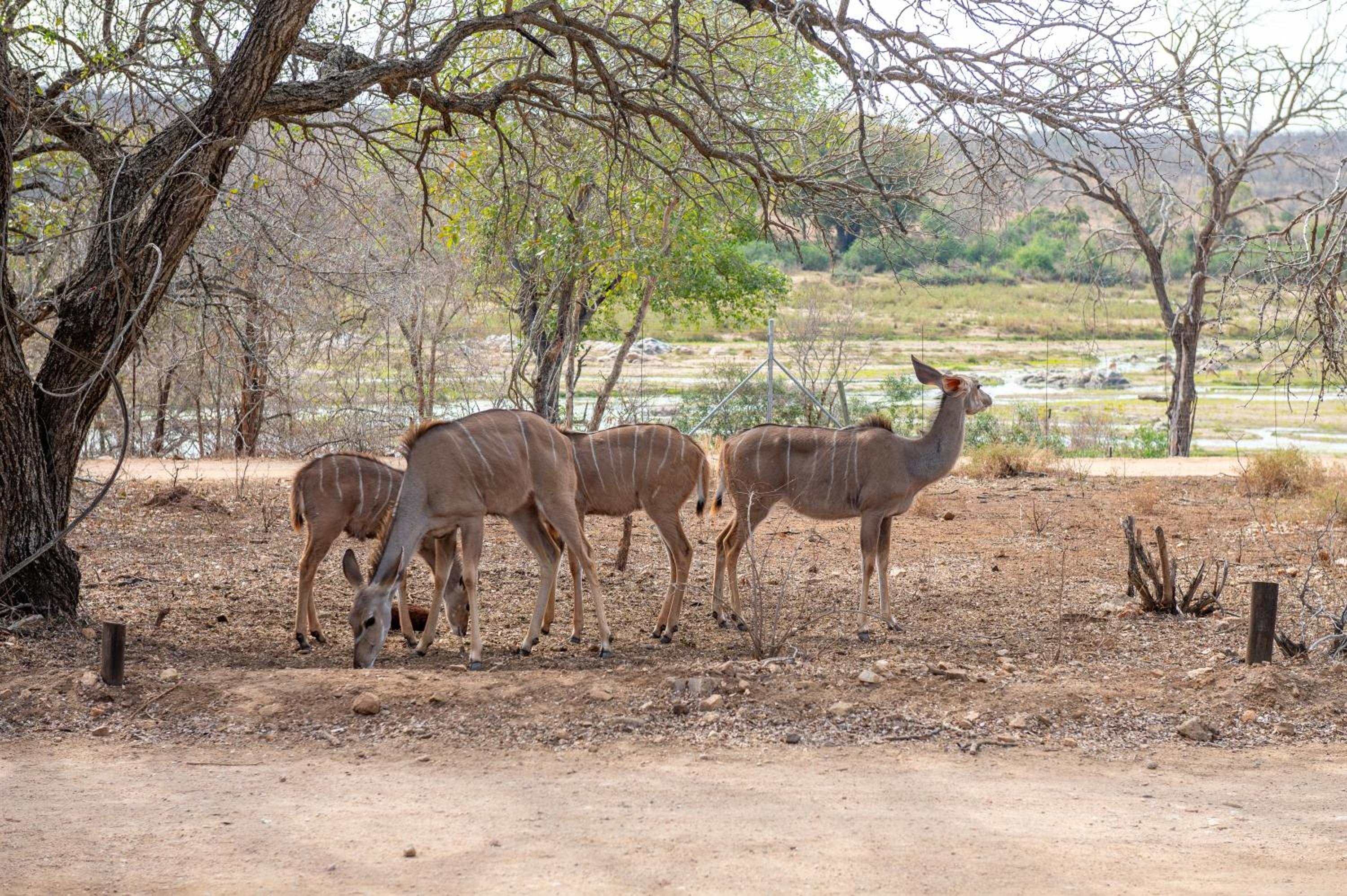 Foxy Crocodile Bush Lodge & Kruger Safaris